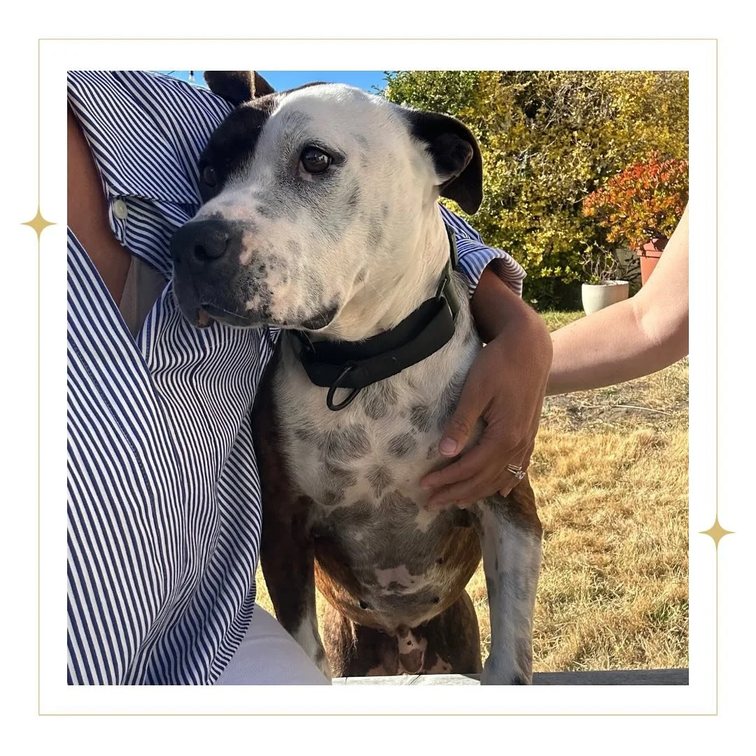 Reintroducing our sweet Seniorita Coco ✨ Coco&rsquo;s a brindle beauty who joined the #muttluvfam in June. We were lucky enough to save her after she evaded her euthanasia deadline by 1 day! ⁣Thank you to everyone who&rsquo;s helped her along her jou