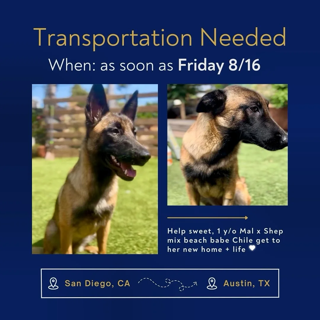𝗣𝗟𝗘𝗔𝗦𝗘 𝗛𝗘𝗟𝗣 🙏🏼 We&rsquo;ve been trying to get a flight or ride for Chile to her new home in Austin, TX for over a week now without any success. Due to the heat and storms in the south and southwest, flights keep getting canceled +/or resc
