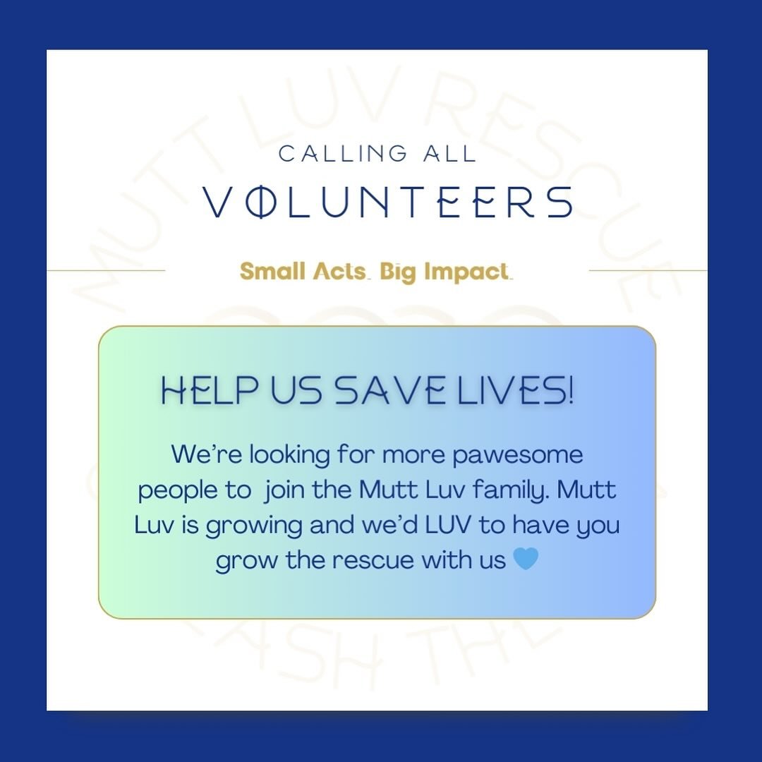 ‼️ CALLING ALL DOG-OBSESSED HUMANS ‼️ Want to change a dog&rsquo;s life and have the time of your life doing it?⁣
⁣
We&rsquo;re looking for passionate, reliable, animal-loving volunteers to join the Mutt Luv family! We&rsquo;re growing and we&rsquo;d
