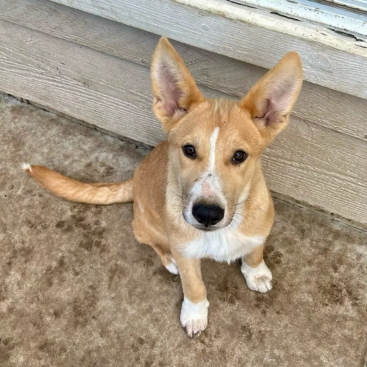 ‼️ FOSTERS NEEDED ‼️ We&rsquo;re urgently seeking fosters in the Bay Area before their current family gives them away (1 already has been 💔) . Read below 👇🏼 ⁣
⁣
Craving a sweet treat? Meet our breakfast litter! Biscuit 🍞 (1-2) -&gt; Waffles 🧇 (3