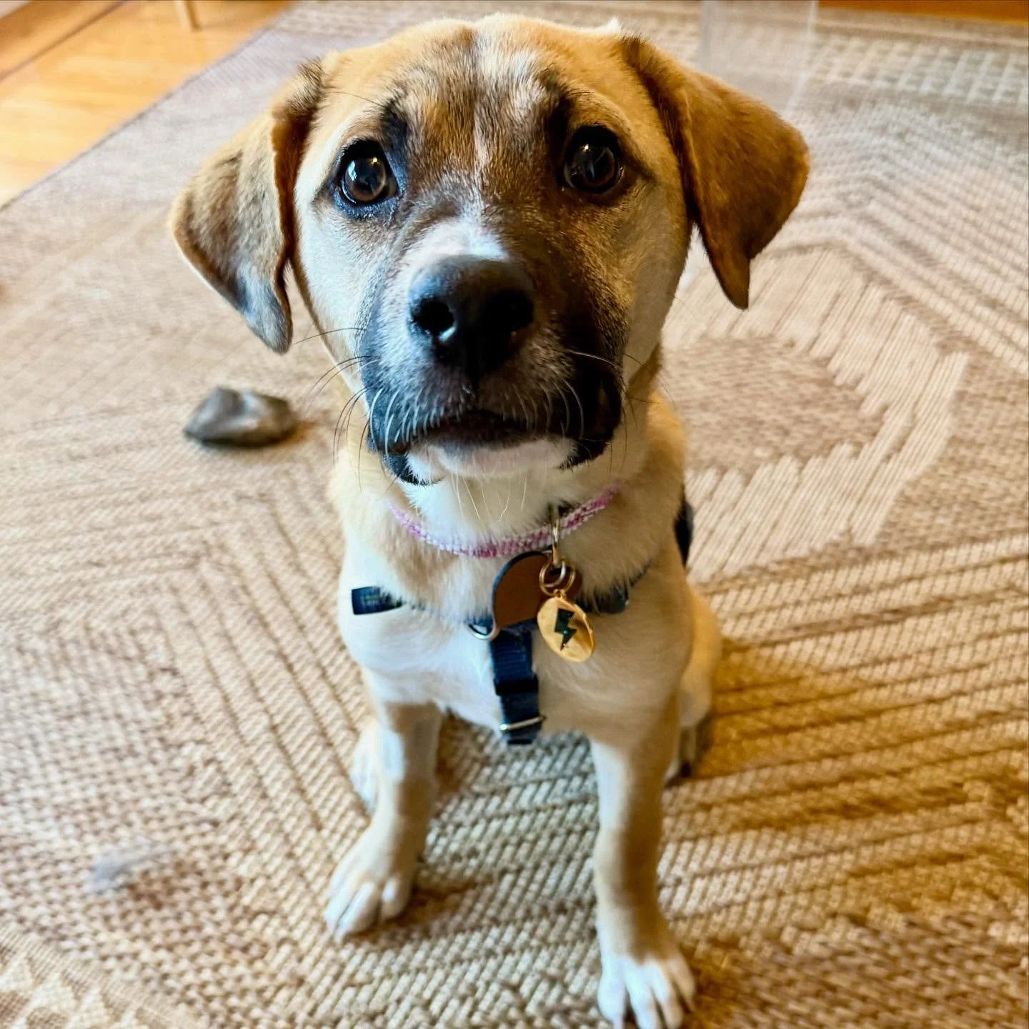 ✨ A long overdue update on our Merle gurl ✨ For the past 3 months, Merle&rsquo;s managed to stay out of the ER (outside of scheduled appointments) &mdash; a huge win for our brave little fighter. ⁣
⁣
After confirming that Merle did, in fact, have a l