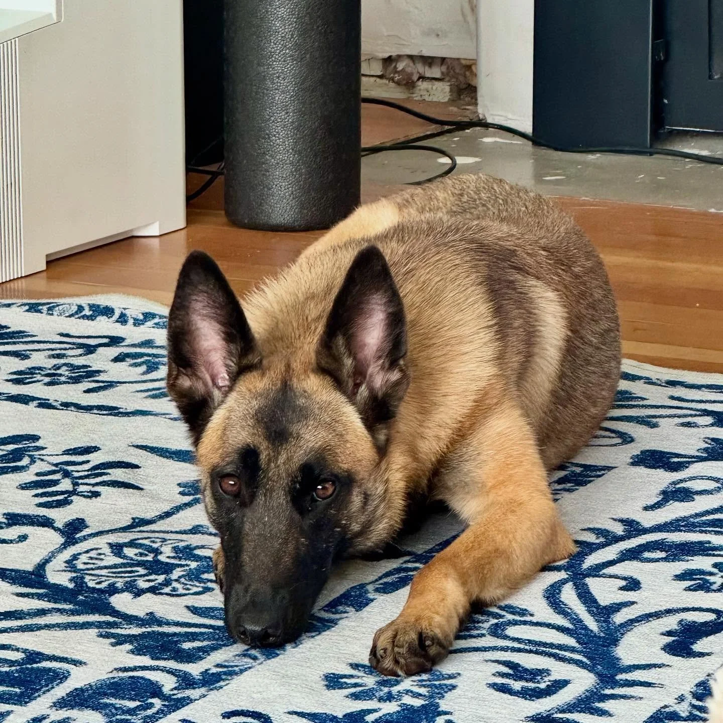 🚨 URGENT 🚨 PUMPKIN NEEDS A NEW FOSTER OR RIDE ASAP!  Transport would be from San Diego -&gt; Fallbrook, CA.⁣
⁣
Pumpkin started a foster trial last night and now needs a new safe place immediately, preferably in the San Diego area. We cannot stress 