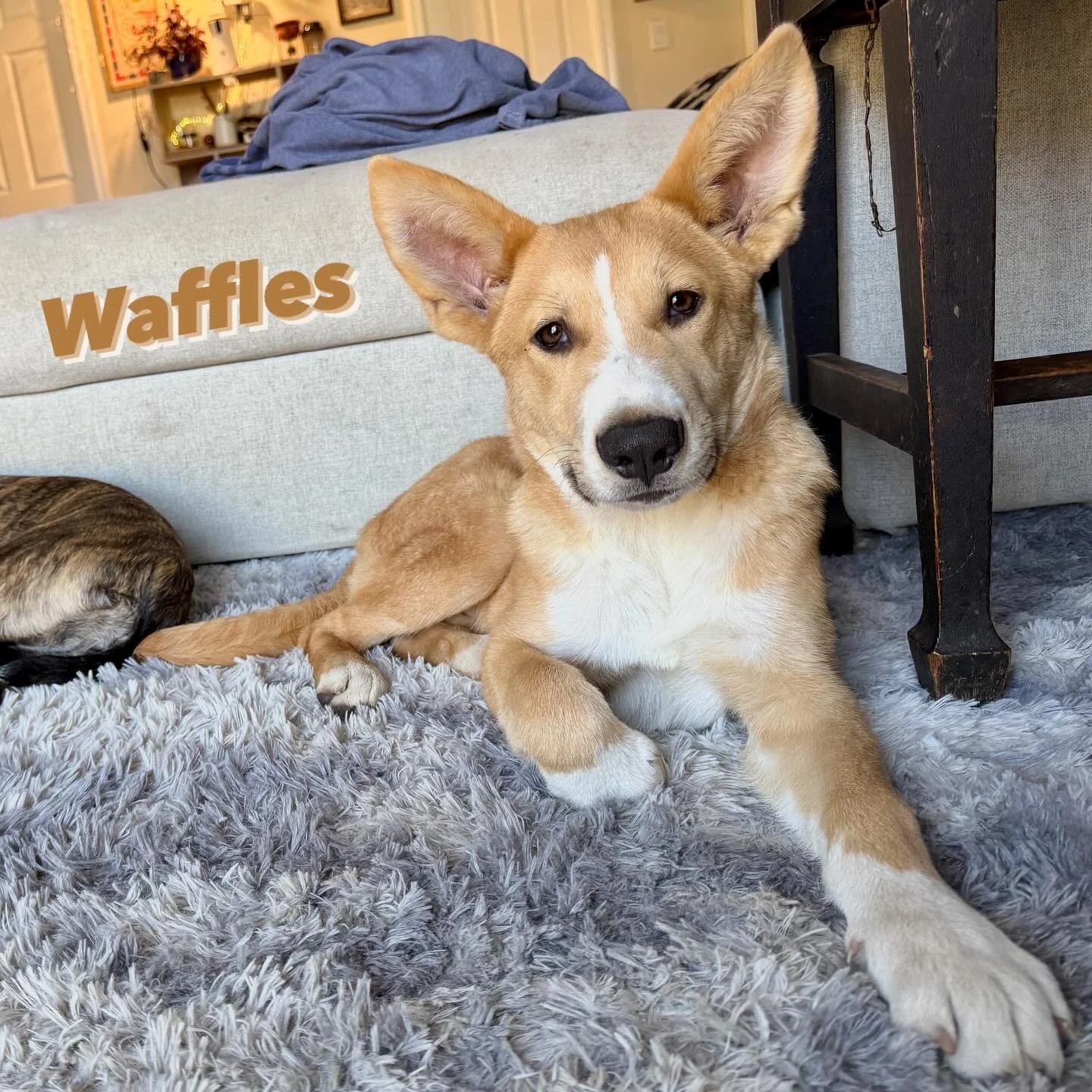 TEMP FOSTER NEEDED ❣️ Waffles needs a foster in the Bay Area this Tuesday to Thursday. ⁣
⁣
It&rsquo;s official! Welcome to our LUVing family, Waffles 🧇 He and his brothers Pancakes and Biscuit joined us last weekend as an owner surrender. They lived