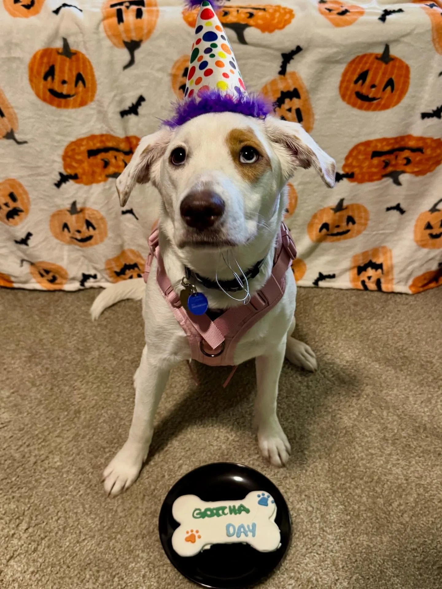 Persimmon is officially home!! 🎉😭💙 We couldn&rsquo;t imagine a better way to wrap up September and kickoff October. ⁣
⁣
We knew early on that Persimmon was an extra special LUV. Not just because she&rsquo;s deaf but because she has a magical energ