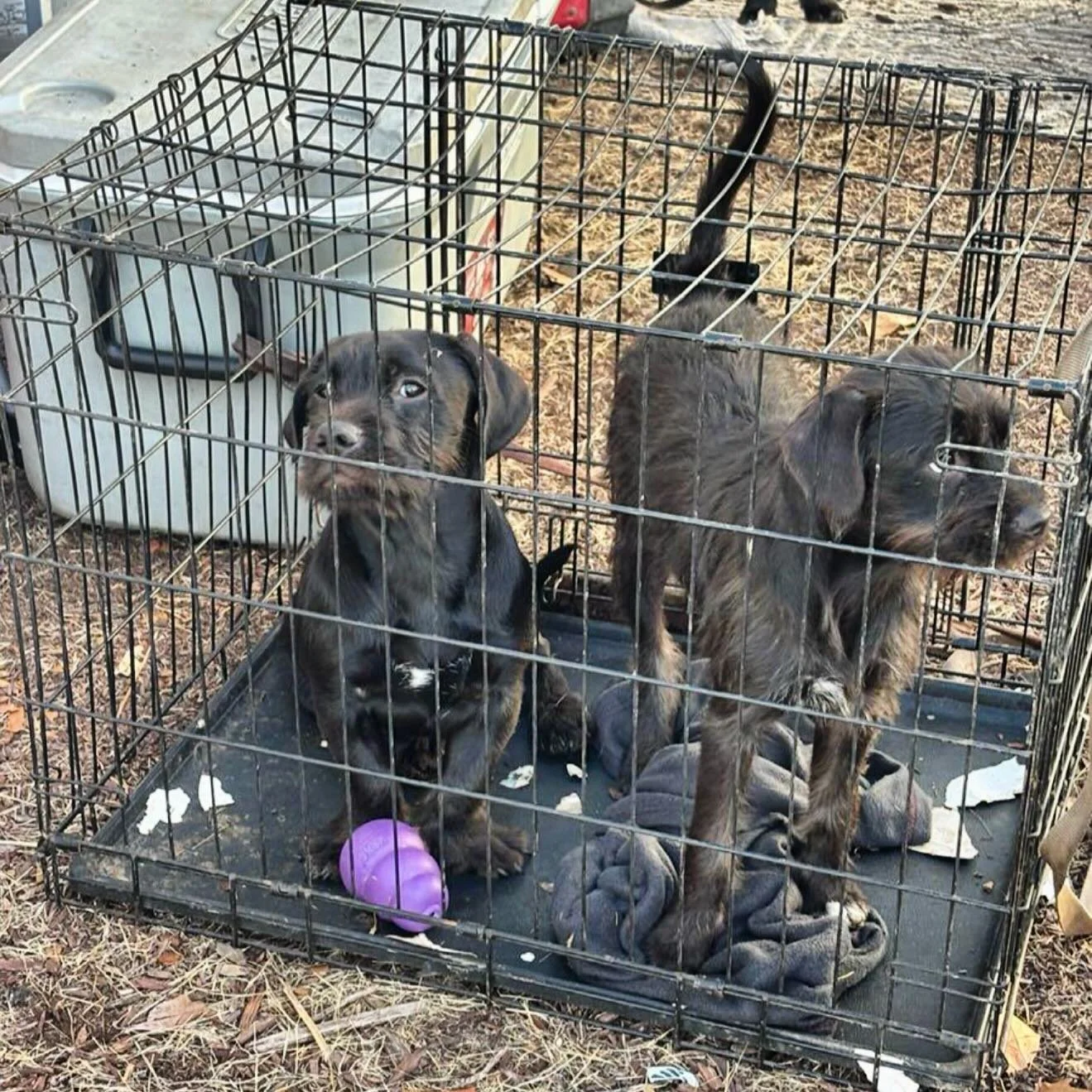 WE NEED YOUR HELP 🙏🏼 Wednesday and Gomez&rsquo;s foster is unfortunately unable take them now 😭 We have a plan to get them Sunday morning but we need 1-2 fosters to save them from the homeless encampment. Help us show them what a real home looks l
