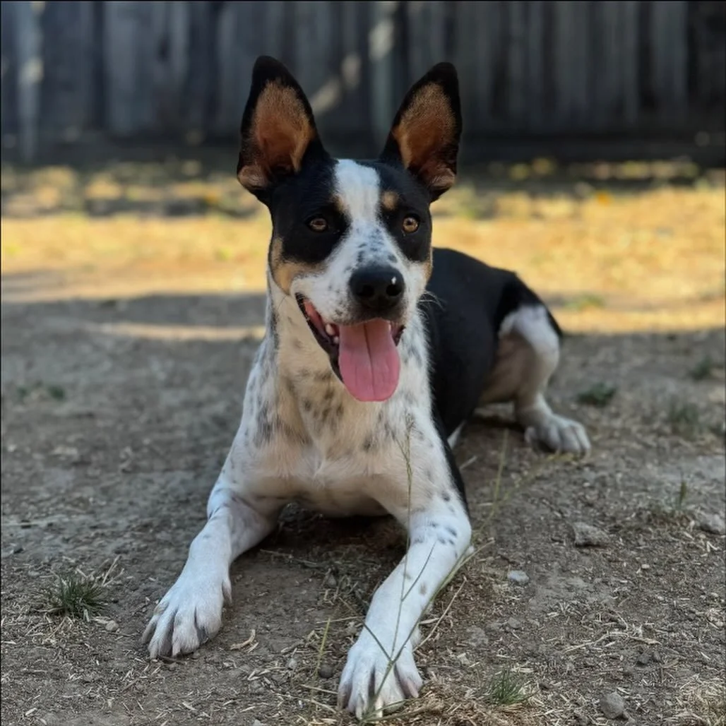Today, on National Indigenous Peoples Day, we celebrate the vibrant histories, cultures, and strength of Indigenous communities across the land, and the dogs who have walked beside them for generations.⁣
⁣
The rez dogs are more than strays,  they&rsq
