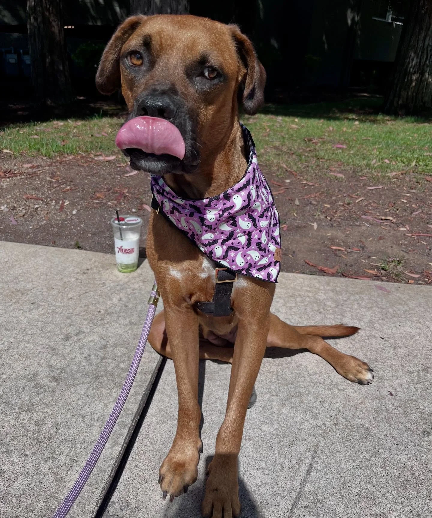 We cannot believe Missy is still patiently waiting for her furever home โโ This beautiful mama is the sweetest, silliest, most LUVing 5 1/2 y/o Dogue de Bordeaux mix. โฃ
โฃ
Every day with Missy is Tongue Out Tuesday ๐
 It’s one of our favorite ch