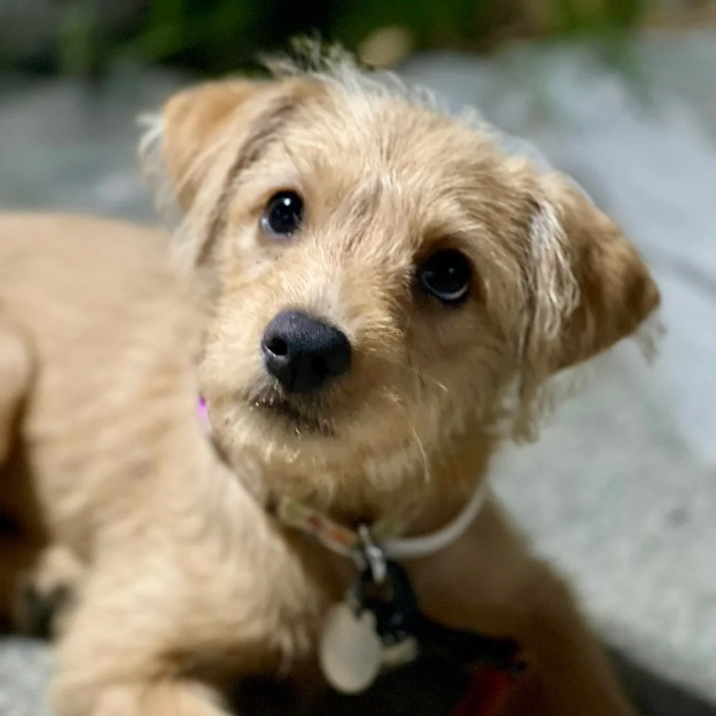Welcome to our LUVing family, Princess ๐ Princess is a pint-sized 4 m/o Terrier mix. Don’t let her size fool you, she’s got that BPE (big puppy energy) and LUV to match. With her big heart and even bigger personality, she’s the kin
