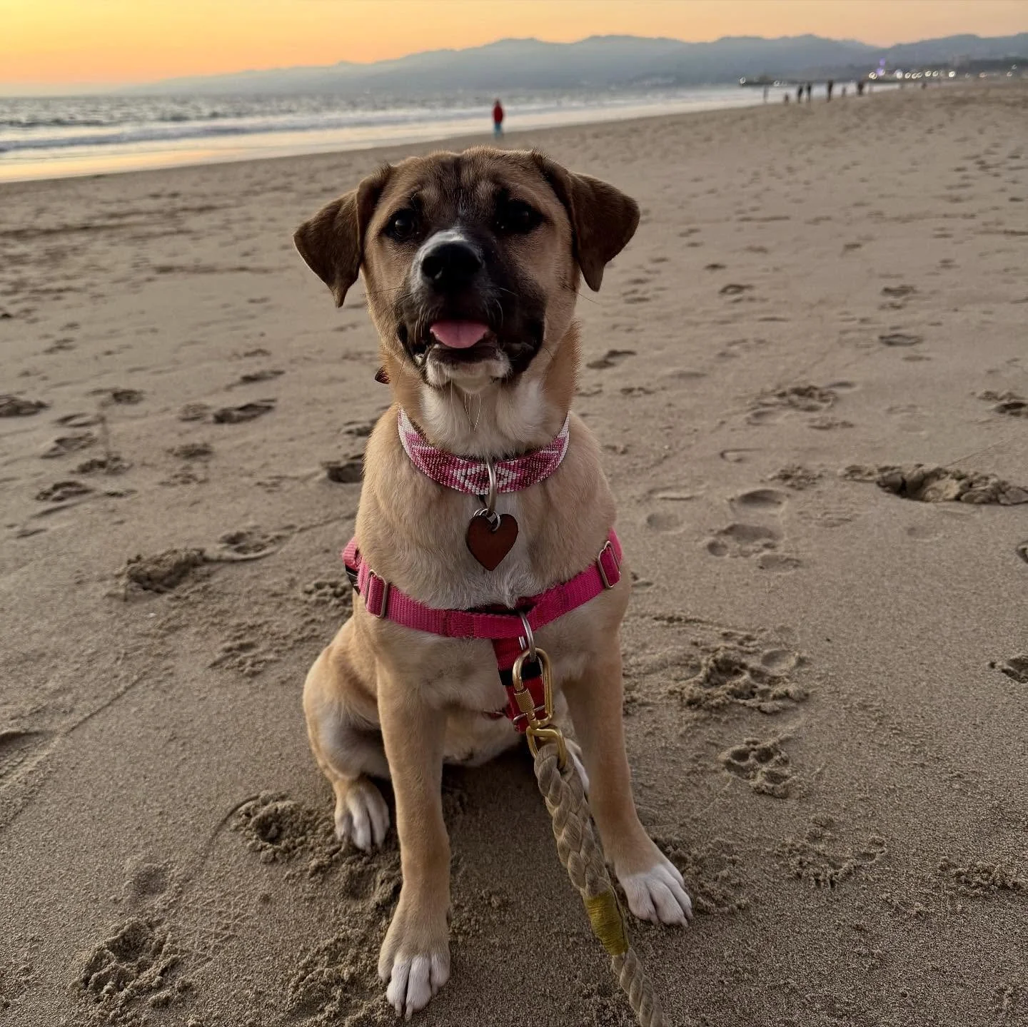 HELP MERLE GET LIFE-SAVING SURGERY 🚨 We need to raise $15k by Thursday 😭 the funding we thought was secured fell through, and now we have just 4 days to raise $15,000 to save her life.⁣
⁣
Merle&rsquo;s story is tragically beautiful. We rescued Merl