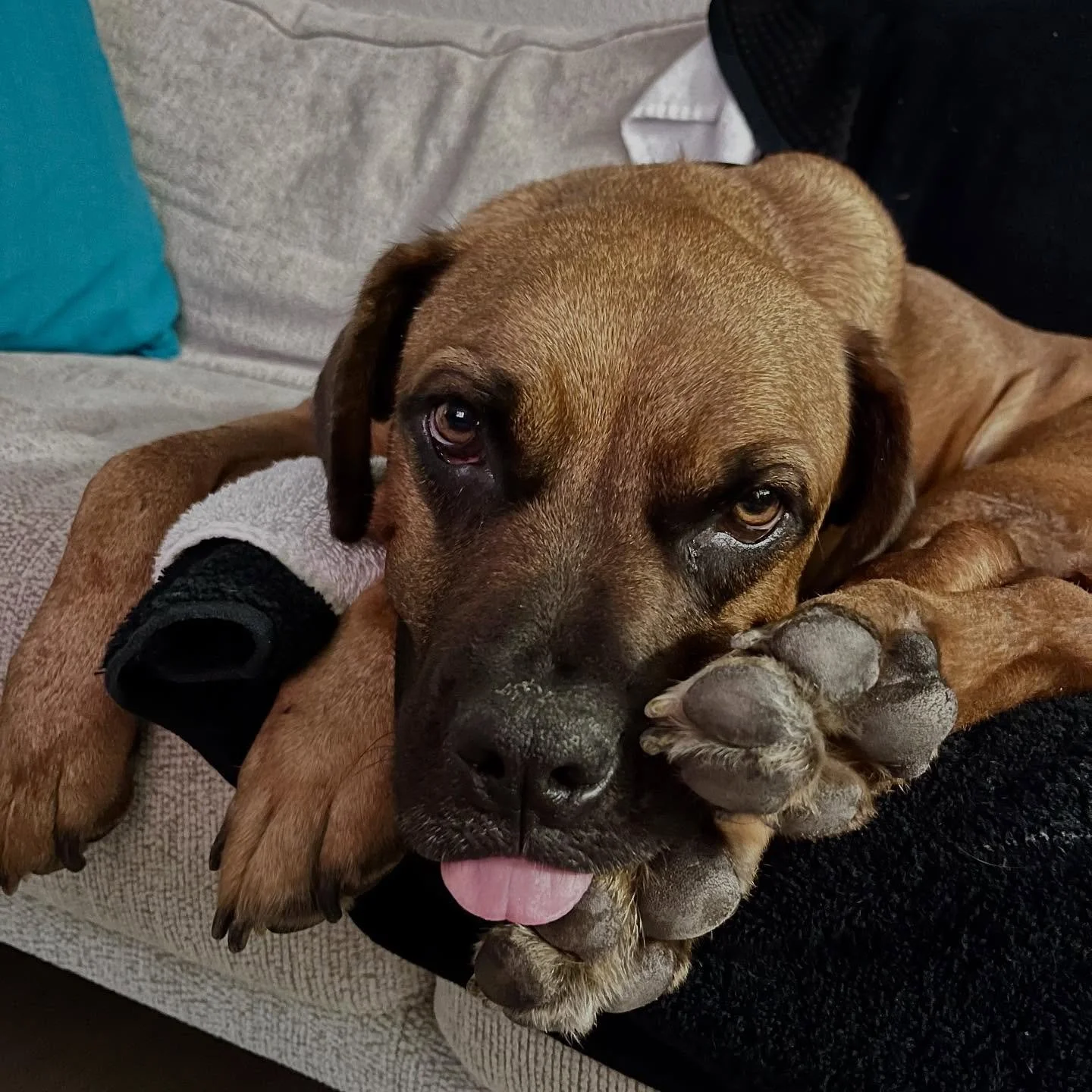 ‼️ URGENT ‼️ Missy needs a foster by Tuesday! Our hearts are breaking having to write this post AGAIN. We don&rsquo;t understand why no one is interested in fostering (or adopting) Missy.⁣
⁣
About Missy - ⁣
&bull; 5 1/2 y/o Dogue de Bordeaux mix ⁣
&b