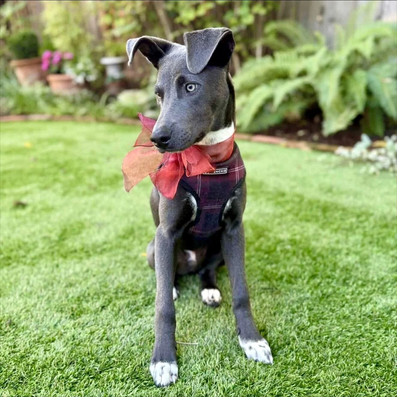 Smokey needs a foster or, better yet, adopter asap 🙏🏼 Smokey&rsquo;s the most handsome 5 m/o Blue Lacy x Whippet mix with a stunning grey coat and a heart that&rsquo;s just as soft.⁣
⁣
This boy is the ultimate cuddle companion, he&rsquo;ll happily 