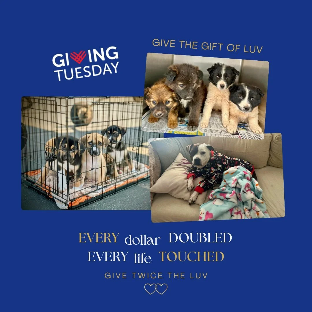 In the spirit of giving thanks , our friends @welovecuddly are matching Every One-Time Donation Today for #givingtuesday 💙 ⁣
⁣
Mutt Luv Rescue has been powered by nothing more than LUV, grit, and an unwavering belief that every dog deserves a chance