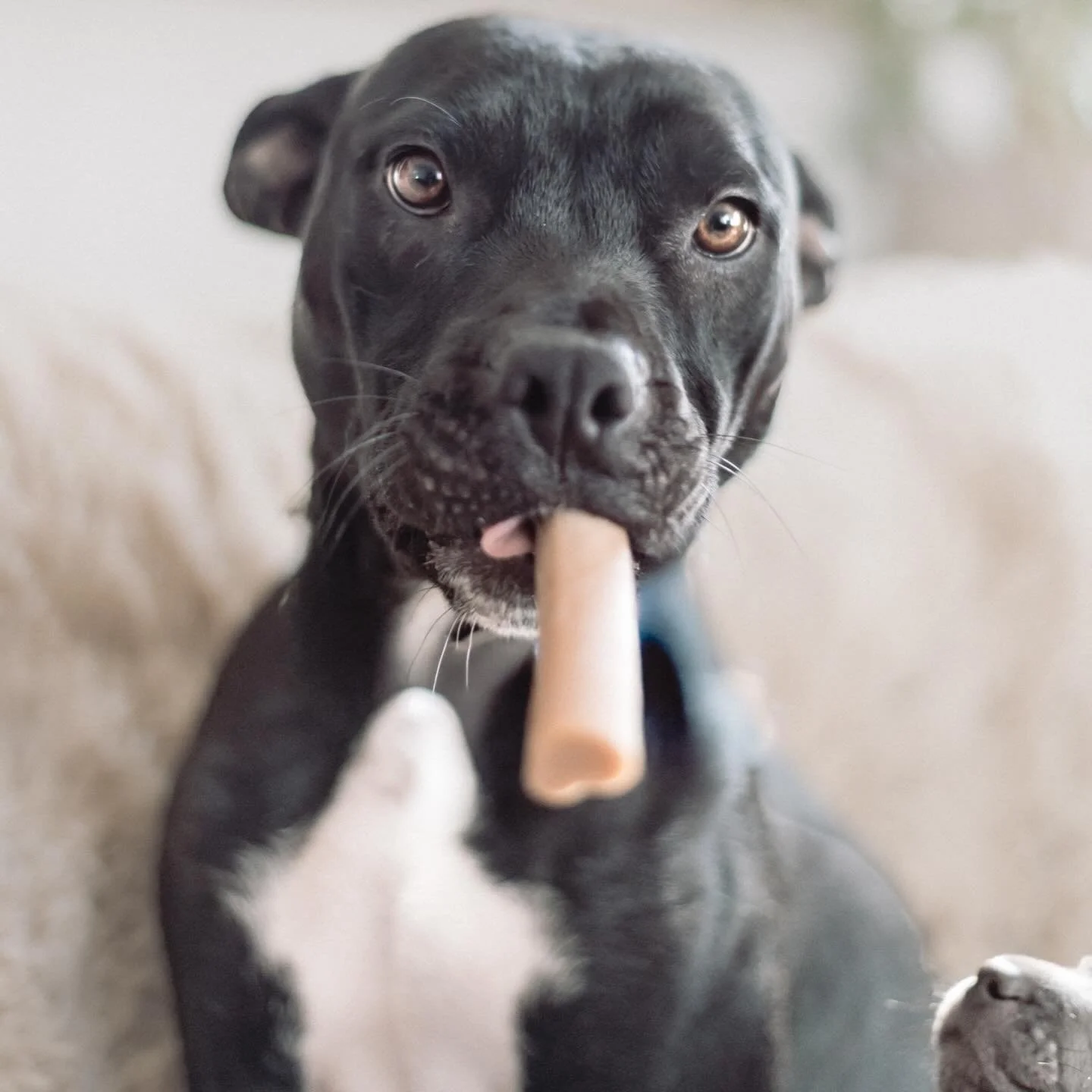 ‼️ FOSTER NEEDED ‼️ Meet (mama) Moon 🌙 This beautiful, sweet, silly LUV needs a foster starting this week! Foster&rsquo;s can be in LA or the SF/Bay Area. Learn more about Moon and fostering👇🏼⁣
⁣
Moon was recently rescued from skid row with her be