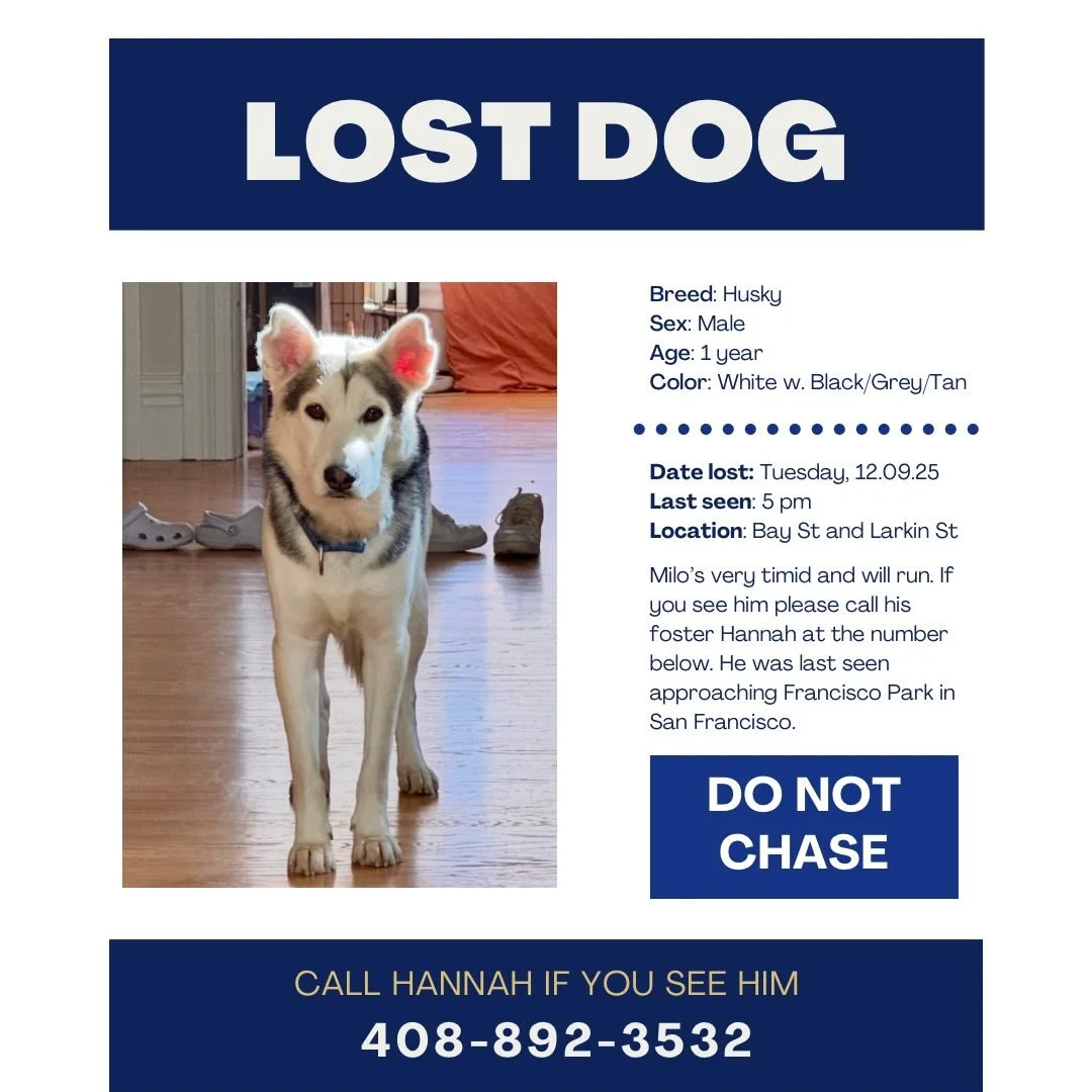 🚨 PLEASE HELP 🚨 Milo escaped from his foster at a park in San Francisco! He was last seen around 5 pm near Bay St and Larkin St, approaching Francisco Park.⁣
⁣
PLEASE DO NOT CHASE! If you see him, call 408-892-3532.⁣
⁣
Please share and help us find