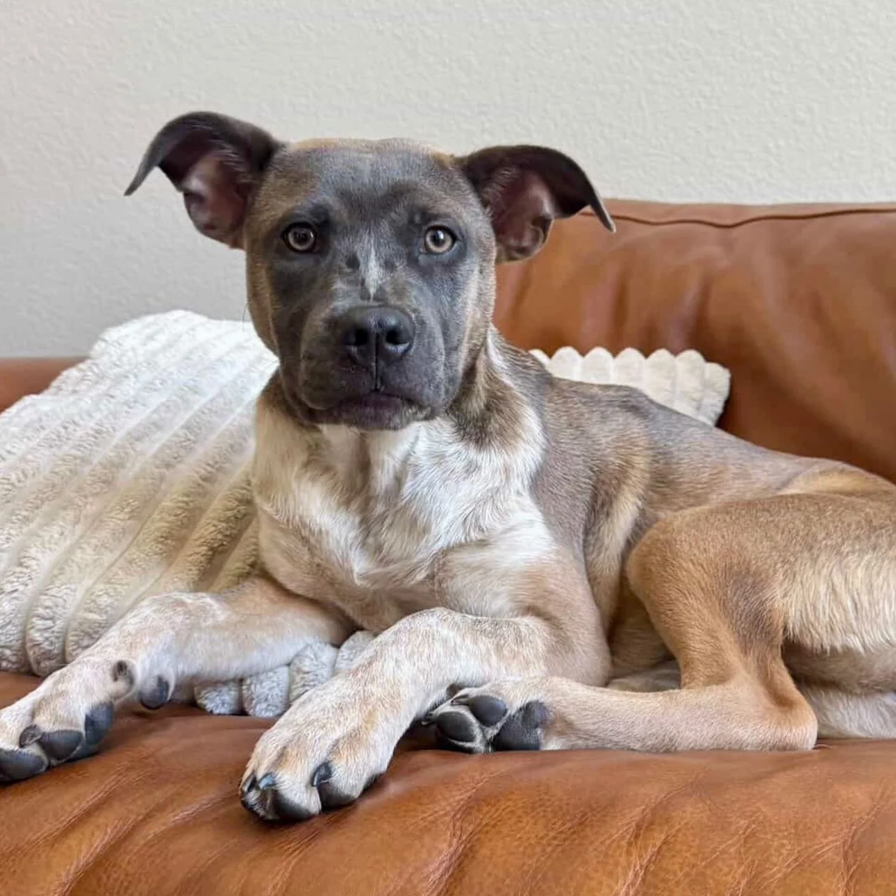 ✨ HOWLIDAY FOSTER NEEDED ✨ 12.19.25 - 1.4.26. 📍 Foster must be in the SF/Bay Area. ⁣
⁣
We dare you to look into MJ&rsquo;s soulful eyes and not fall head over heels in LUV! This beautiful, sweet, gentle girl has been patiently waiting for her fureve