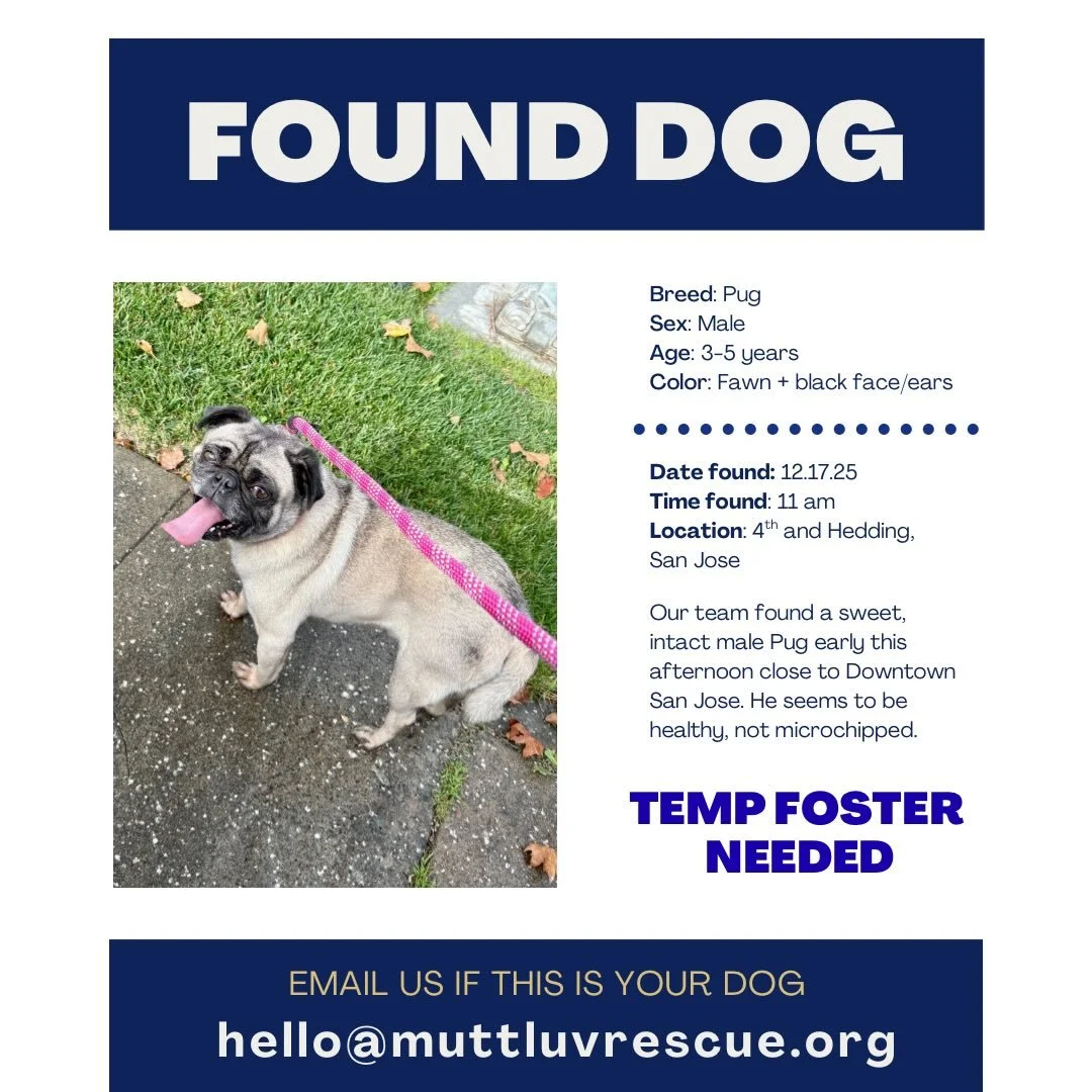 ⚠️ Found Dog near downtown San Jose. TEMP FOSTER NEEDED while we look for his family. More info 👇🏼 

&bull; 3-5 y/o
&bull; not microchipped 
&bull; seems to be healthy 
&bull; dog social
&bull; found on 4th and Hedding

Early this afternoon, around