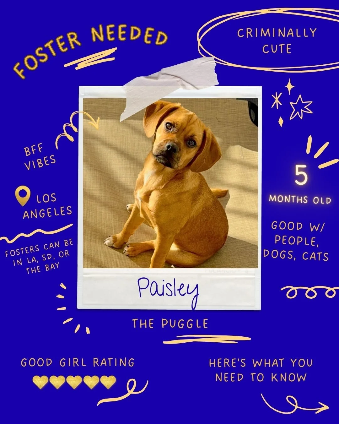 ⚠️ THEY NEED YOU NOW ⚠️ We have 5 LUVs who need a foster as early as today! Swipe 👉🏼 for Pup Highlights and your chance to foster (or adopt) a deserving LUV in need 💙 

Paisley 📍 LA
&bull; 5 m/o Puggle (f)
&bull; spayed + UTD on vaccinations
&bul