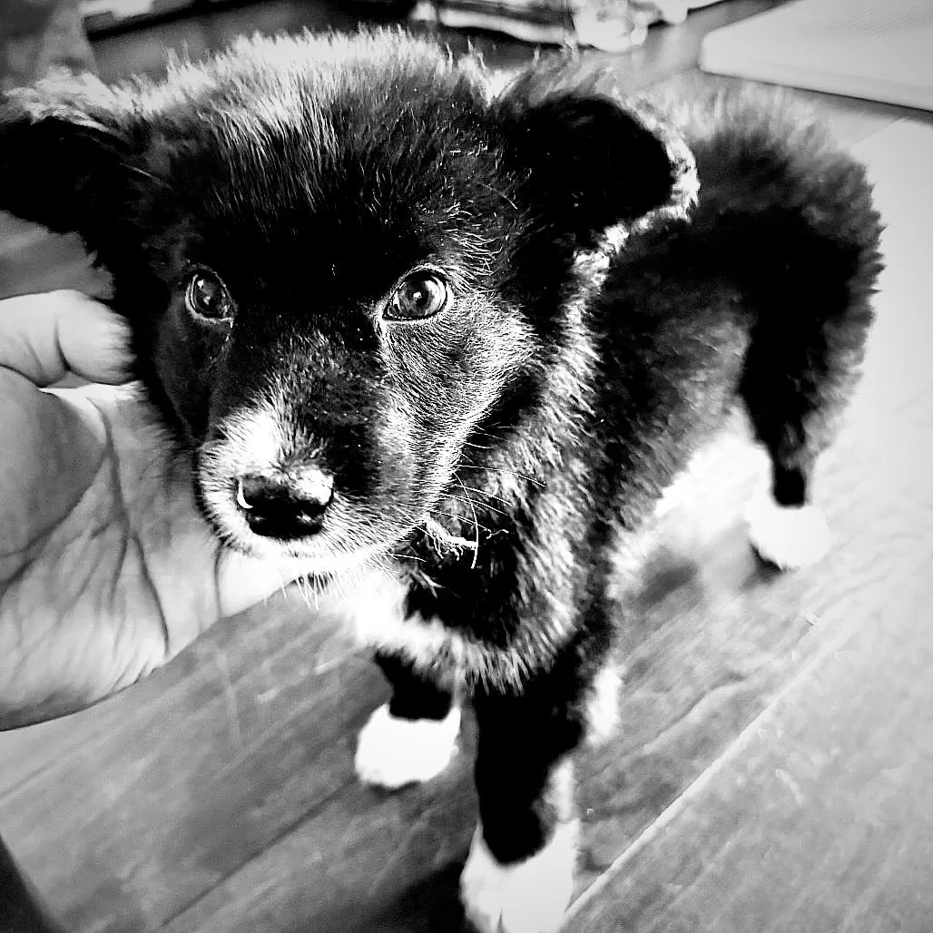 Last night Bambi crossed the rainbow bridge 🌈💔🪽 Her little body just couldn&rsquo;t fight anymore. Bambi took her final breath surrounded by LUV. We chose to have her cremated so we could bring her back home with us where she&rsquo;ll never be for