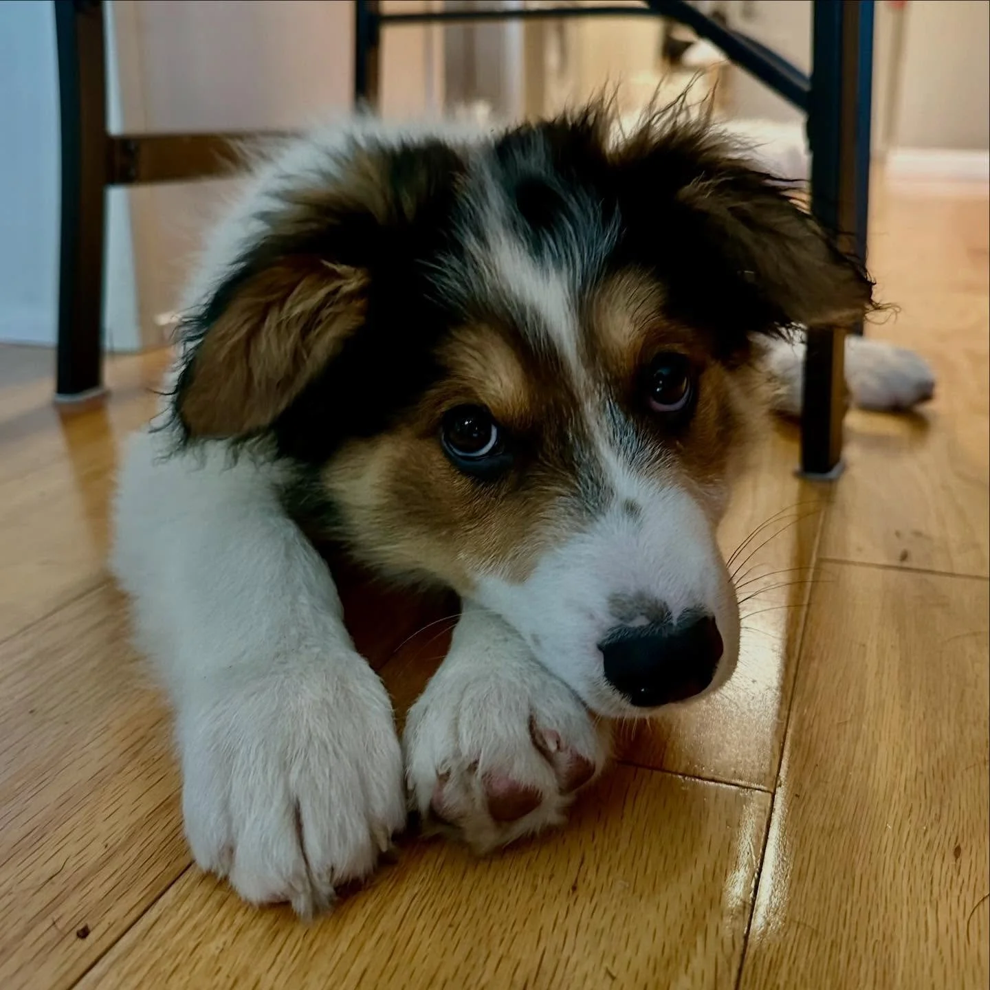 ❤️&zwj;🔥 Heartthrob alert ❤️&zwj;🔥 Meet Olaf - a 4 m/o cattle dog x great pyrenees mix from our Disney litter who&rsquo;s as ridiculously cute as his namesake. With his doe eyed puppy gaze and oversized ears... he has us all swooning over here <