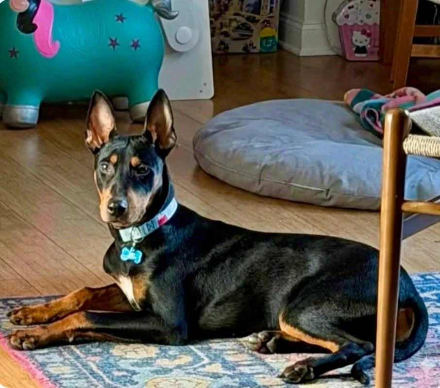 🚨 URGENT 🚨 Sam needs a foster in LA TONIGHT! He&rsquo;s at risk of being abandoned on the streets or possibly hurt. Sadly, his owner is struggling with their mental health and is no longer a safe place for him. 

This is all we know about Sam right