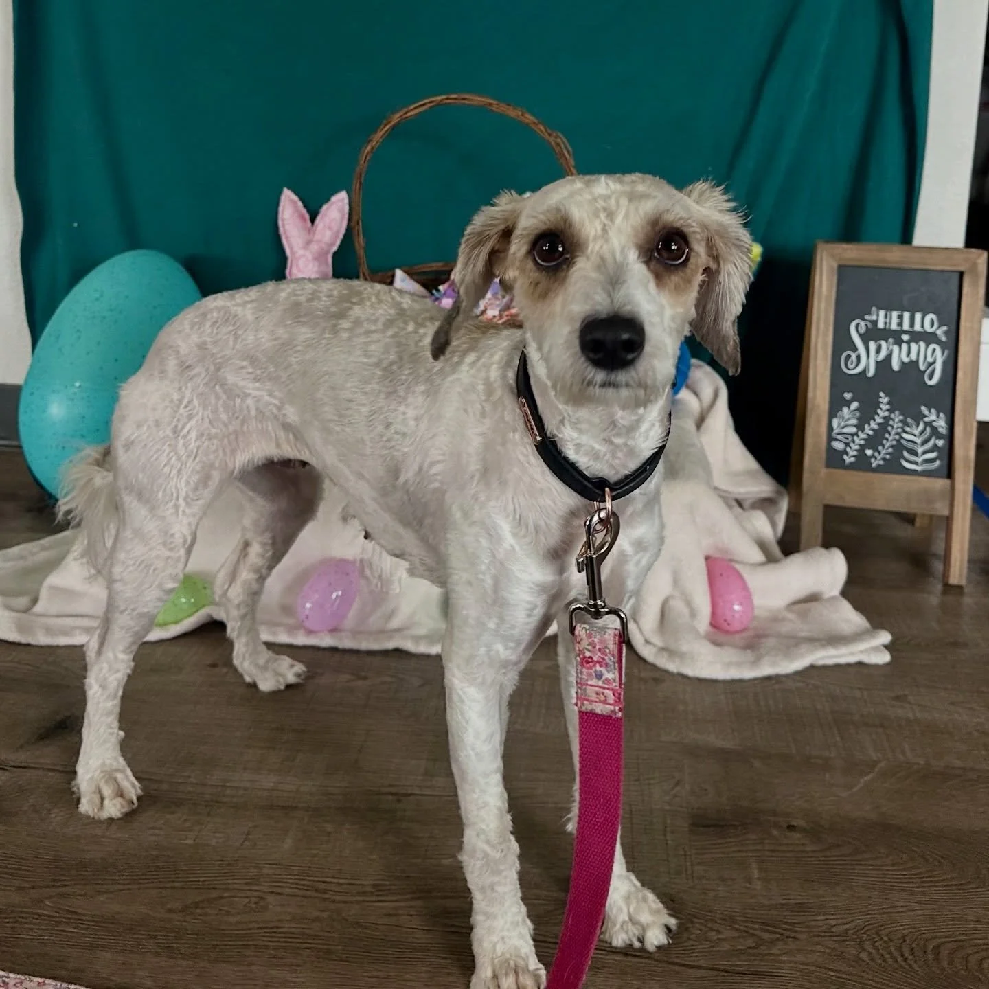 Eloise needs a new foster starting immediately! Her incredible foster was only supposed to be temporary for 2 weeks but after 2 potential adopters fell through, she graciously and LUVingly kept Eloise. But, now that school&rsquo;s started up again, h