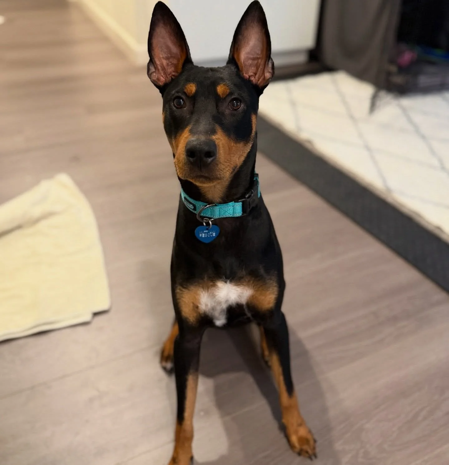 Dobby has nowhere to go as of tomorrow 😭💔 He needs a foster urgently 🙏🏼‼️ Dobby&rsquo;s currently being fostered in LA but can be fostered in LA, SD, or the SF/Bay Area. 

Dobby&rsquo;s a 10 m/o Doberman x Min Pin who&rsquo;s DOG AND PEOPLE OBSES