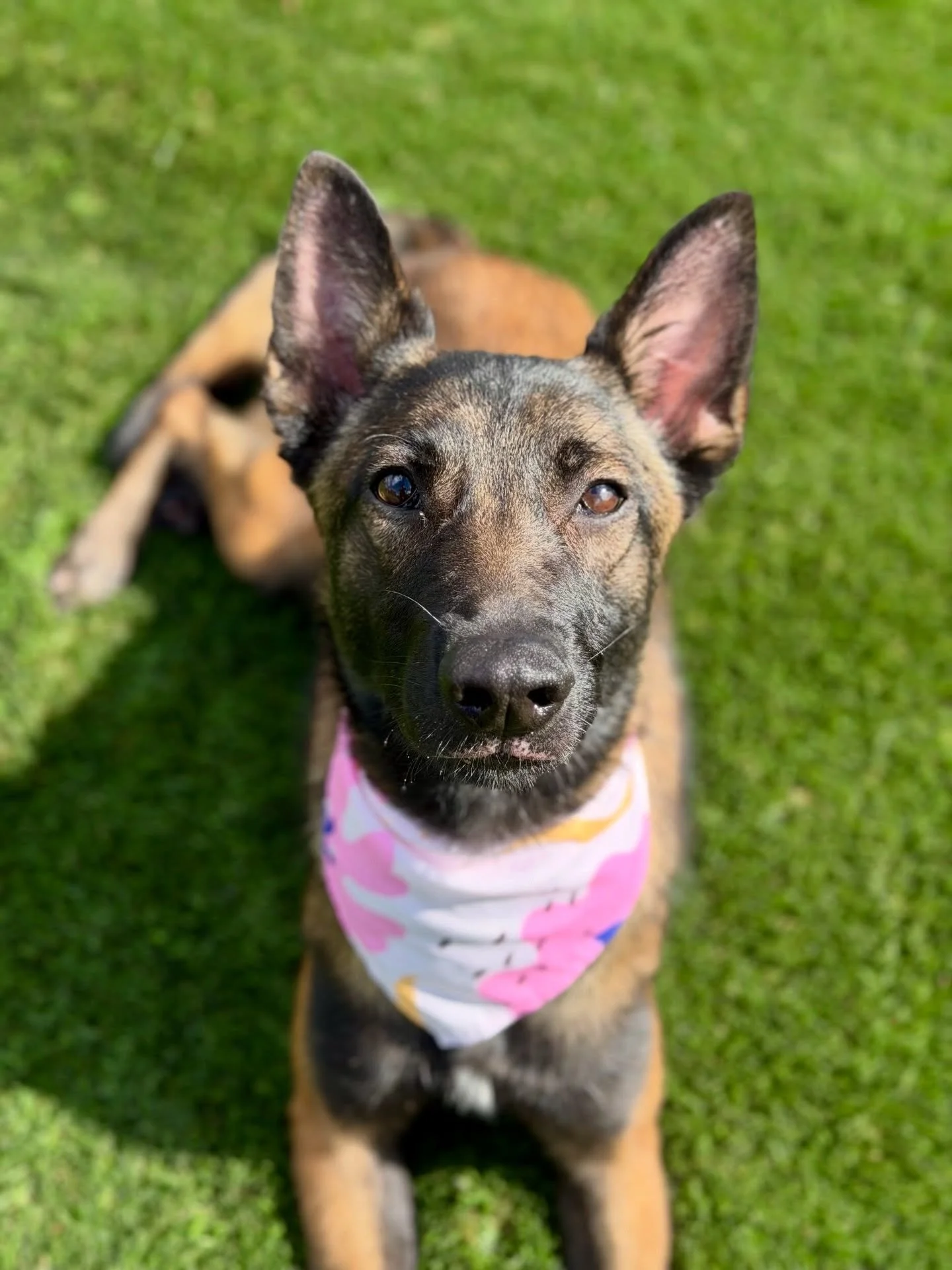 Reintroducing Kira, our pocket Mal with a heart of gold 💛 Kira&rsquo;s small in size but with a personality bigger than life. She&rsquo;s full of life, personality, and drive. 

Kira needs a foster or adopter by next week, 4/30. Because she&rsquo;s 