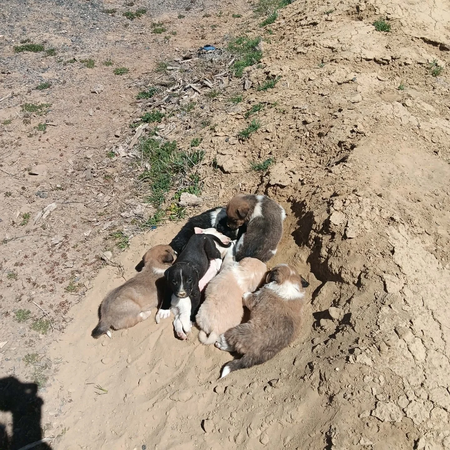 LA FOSTERS NEEDED TODAY 🙏🏼 3 puppies still need a foster(s) starting later today, 4/27. More info 👇🏼 

Need to know:
&bull; 8-9 w/o 
&bull; Shep mixes
&bull; 2 rounds of vaccines, dewormer, NEG parvo test
&bull; ideally fostered together (pairs)
