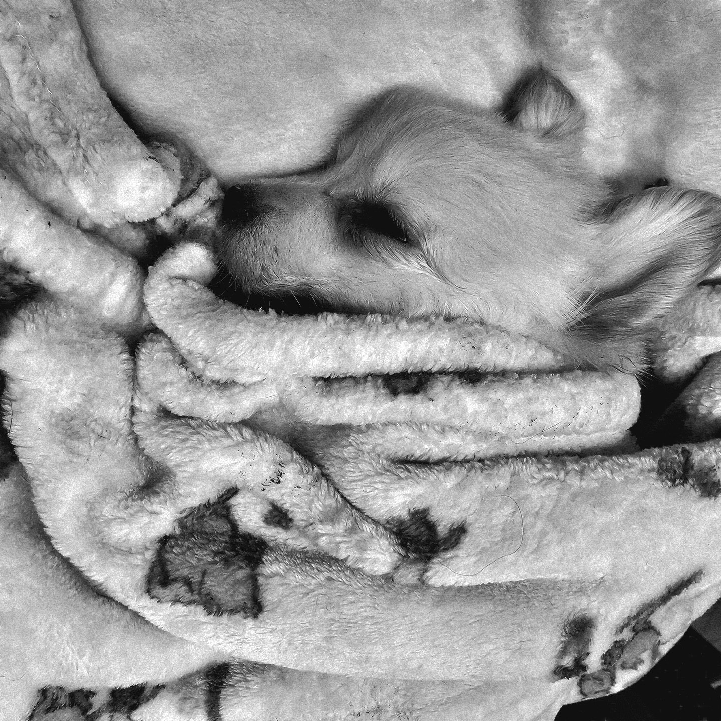 Heartbroken doesn&rsquo;t even begin to describe what we&rsquo;re feeling right now. Earlier this evening, Biscotti&rsquo;s little body decided to leave this world 💔 

Biscotti&rsquo;s fosters came home to him having a seizure and by the time they a