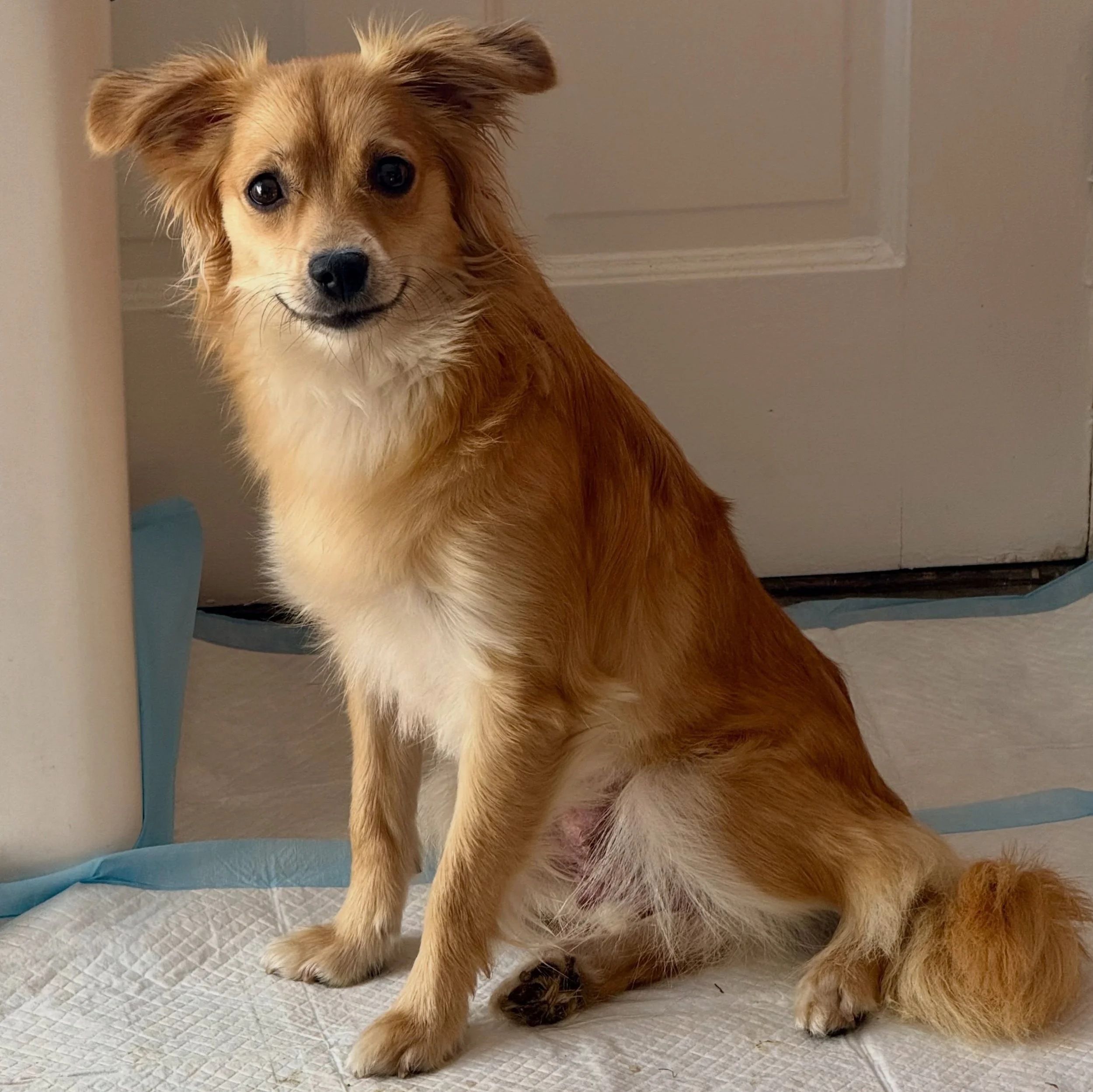 Happy Mother&rsquo;s Day from our adoptable mama&rsquo;s 💐

Butterscotch: 1 1/2 y/o Maltipom (Maltese x Pomeranian) 🍦 A devoted mom to her 5 spunky little floofs. She&rsquo;s just learning how to be a dog. What it means to play. What it means to sn