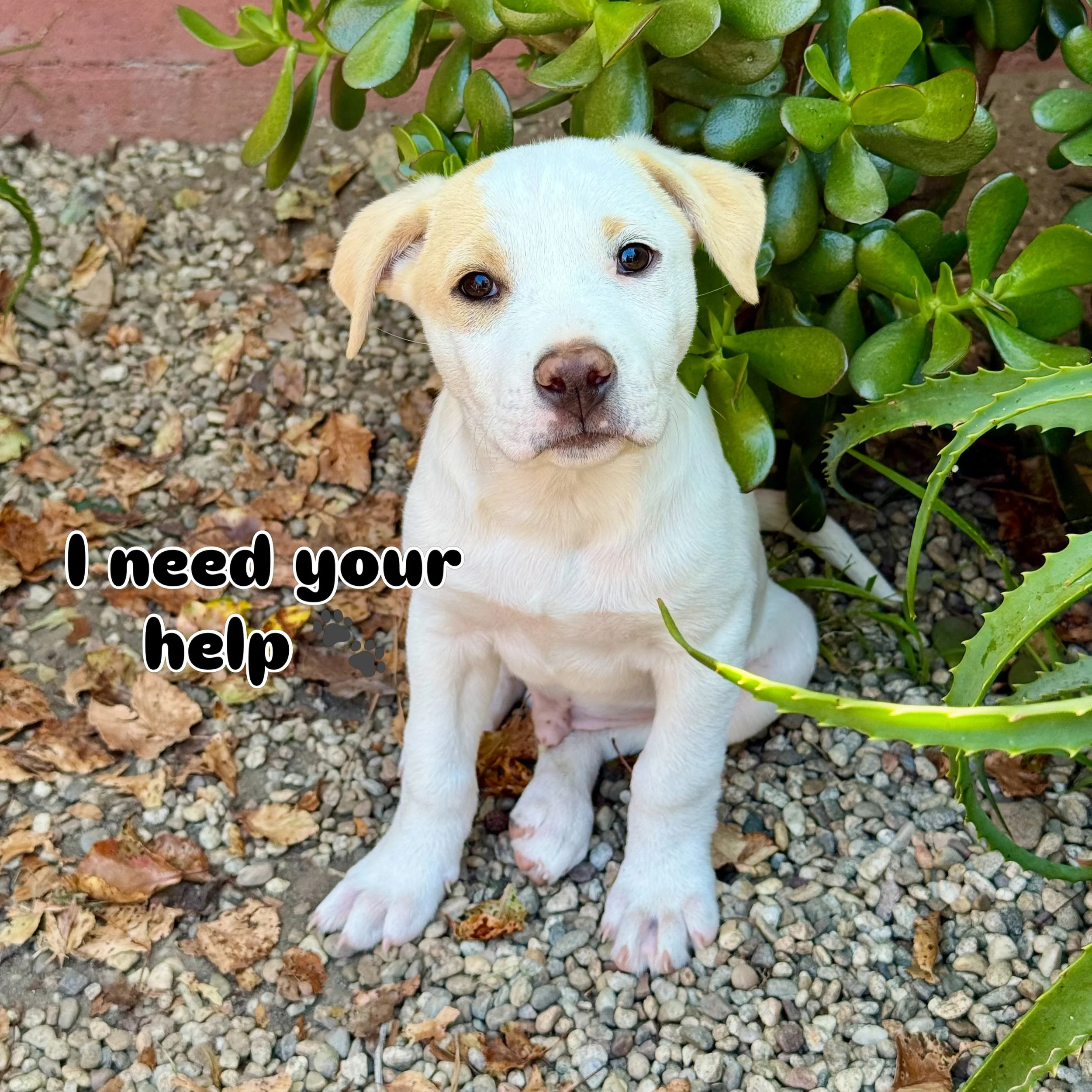 Basil 🌿 needs a foster or, better yet, a furever home now‼️ Basil&rsquo;s a 10 w/o unique blend of Shepherd x Pittie or Lab x Cattle dog x Husky. He&rsquo;s a whole different kind of magic. A sensitive soul. The most gentle, velvety baby land seal y