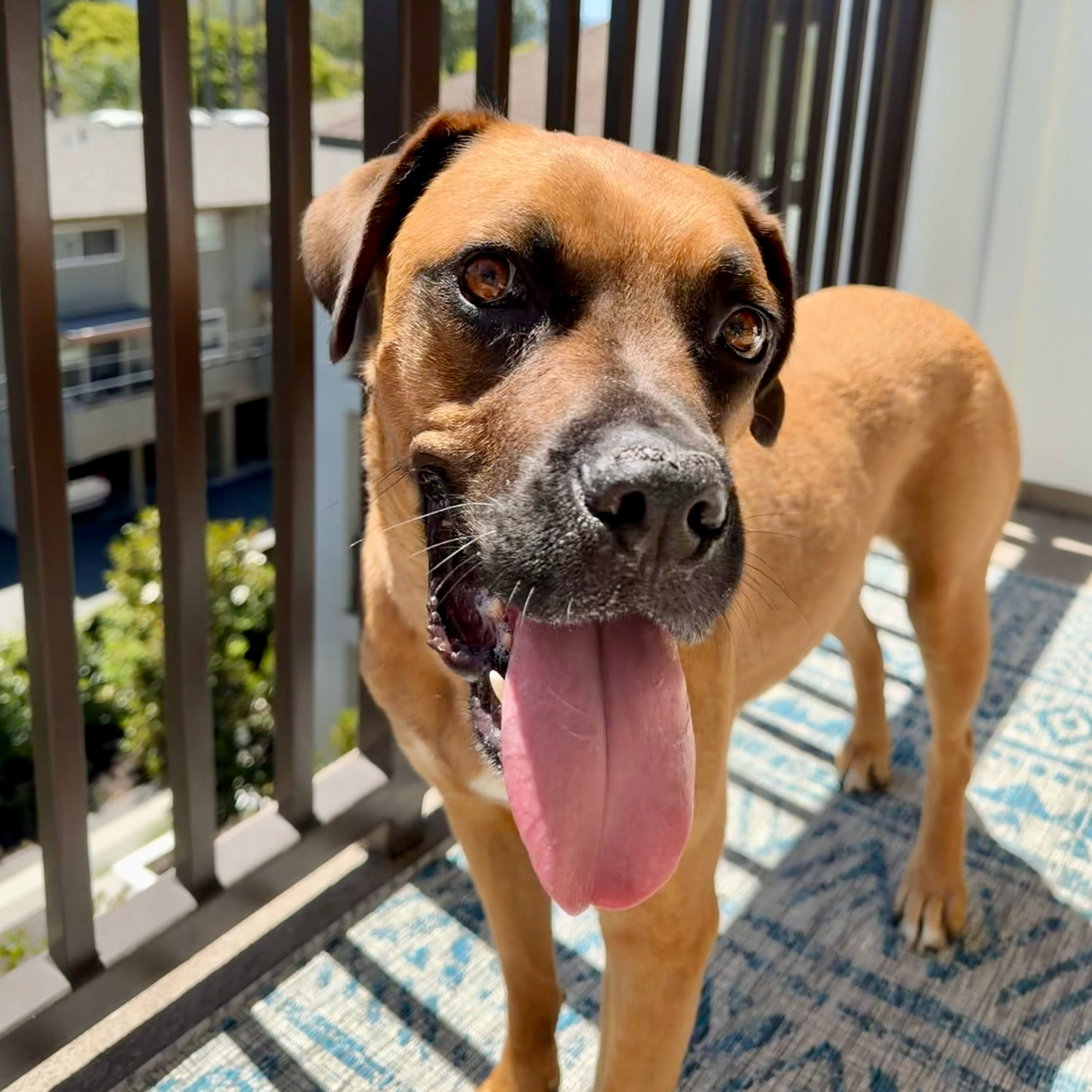Missy&rsquo;s been waiting 367 days for a person or family to call her own 💔 Not because she&rsquo;s a bad dog. Because she&rsquo;s a really special girl who needs and deserves that special person or people who just get her. 

✨ Get that age is only