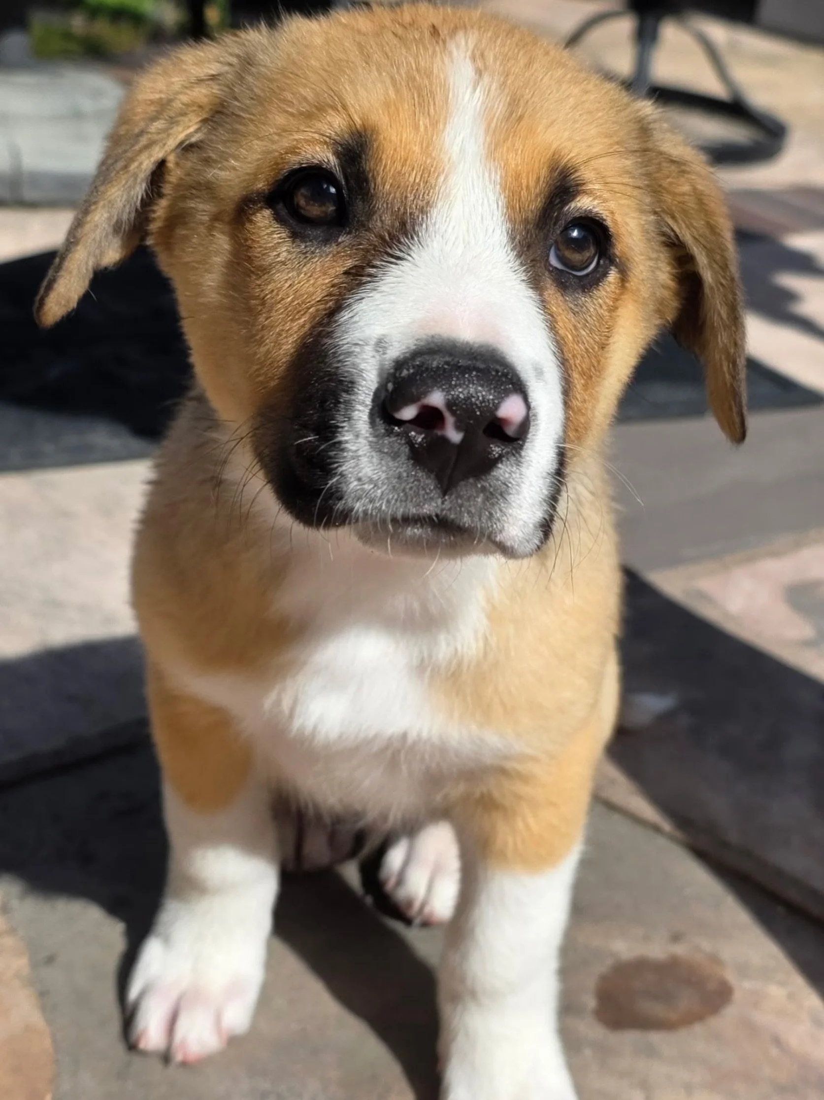 Hi 🐾 my name is Cedar and I&rsquo;m looking for my furever home! I arrived in the Bay Area a few weeks ago with my siblings Hazel, Basil, Sage, Junioer, Maple, and Jasmine. 

Our furiends @mrs_annatsosie and @slimtolagai found us abandoned in the de