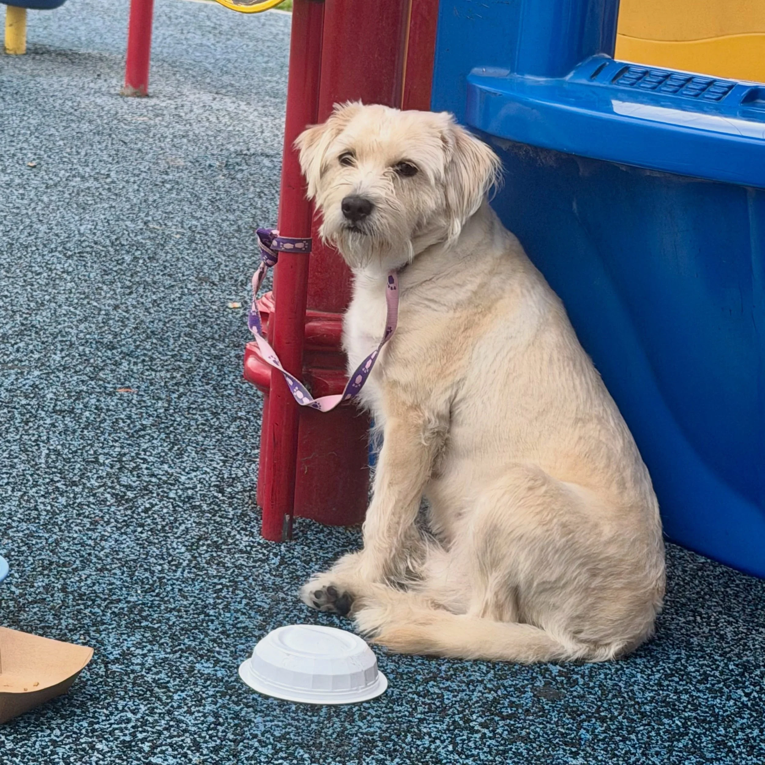 ‼️ FOSTER NEEDED ‼️ This handsome LUV was found abandoned at a playground with a leash tied tightly around his neck. He was scared, rightfully so. His whole world had been turned upside down overnight. 

Thanks to our incredible furiends @alldogsla ,