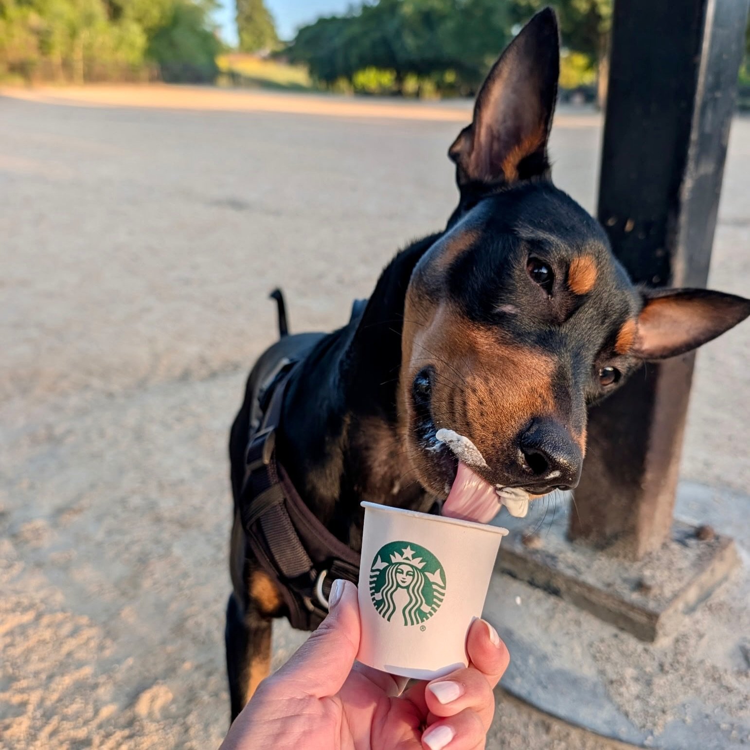 Dobby, now LUVingly knows as Remington aka Remy, is home 🎉 and, we couldn&rsquo;t have dreamt of a more pawfect family and life for our happy-go-lucky boy!

Remy&rsquo;s now a Bay Area boy who&rsquo;s adored by his pawrents @emcboyd80 and 2 human si