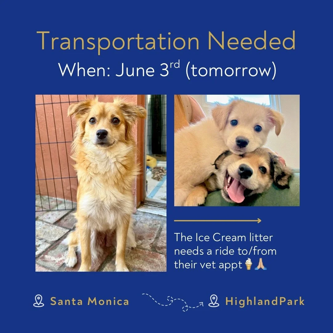 🙏🏼 Transportation help needed tomorrow 🙏🏼 Mama Butterscotch and her 5 puppies - Fudge, Moose, Marshmallow, Honeycomb, and Toffee need a ride to and from their vet appointment tomorrow morning. Details 👇🏼 

When: June 3rd
Time: they need to be t