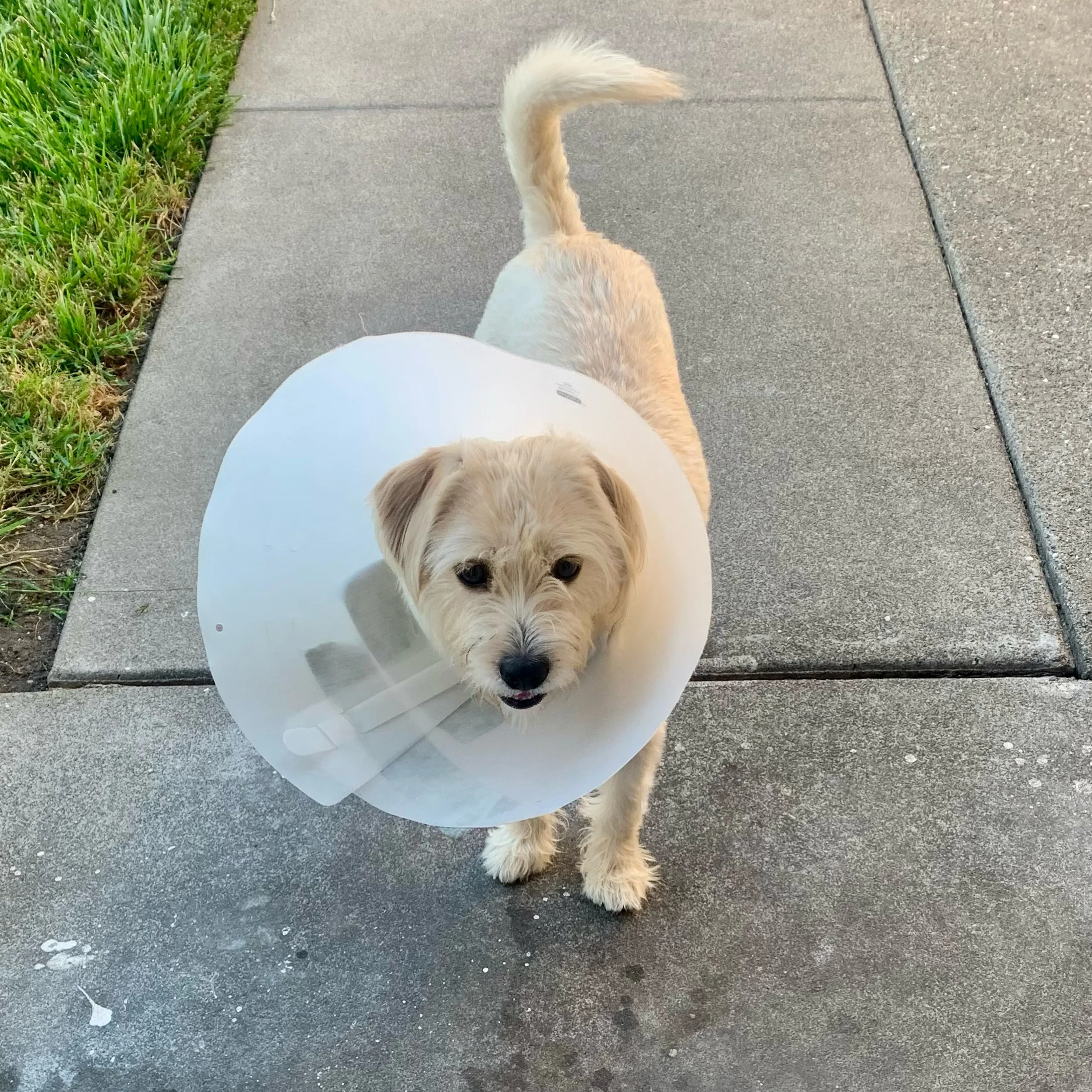 Introducing Ferguson 😍 Ferguson&rsquo;s a 1-2 y/o terrier mix who was found and saved by our furiends @alldogsla 🙏🏼 He was abandoned at a kids playground, tied tightly to the jungle gym where kids were playing. He was terrified and overwhelmed by 