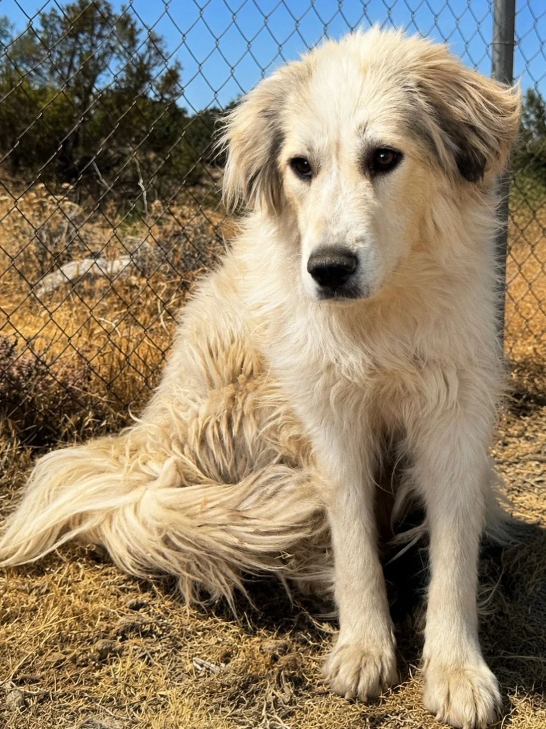 🚨 WE NEED YOUR HELP 🚨 This is Koechi. She&rsquo;s a Devore survivor - 1 of 35 dogs that were part of confiscation case. And, now she needs our help again. 

Time is of the essence. Koechi&rsquo;s currently being boarded in SoCal. She&rsquo;s not ye