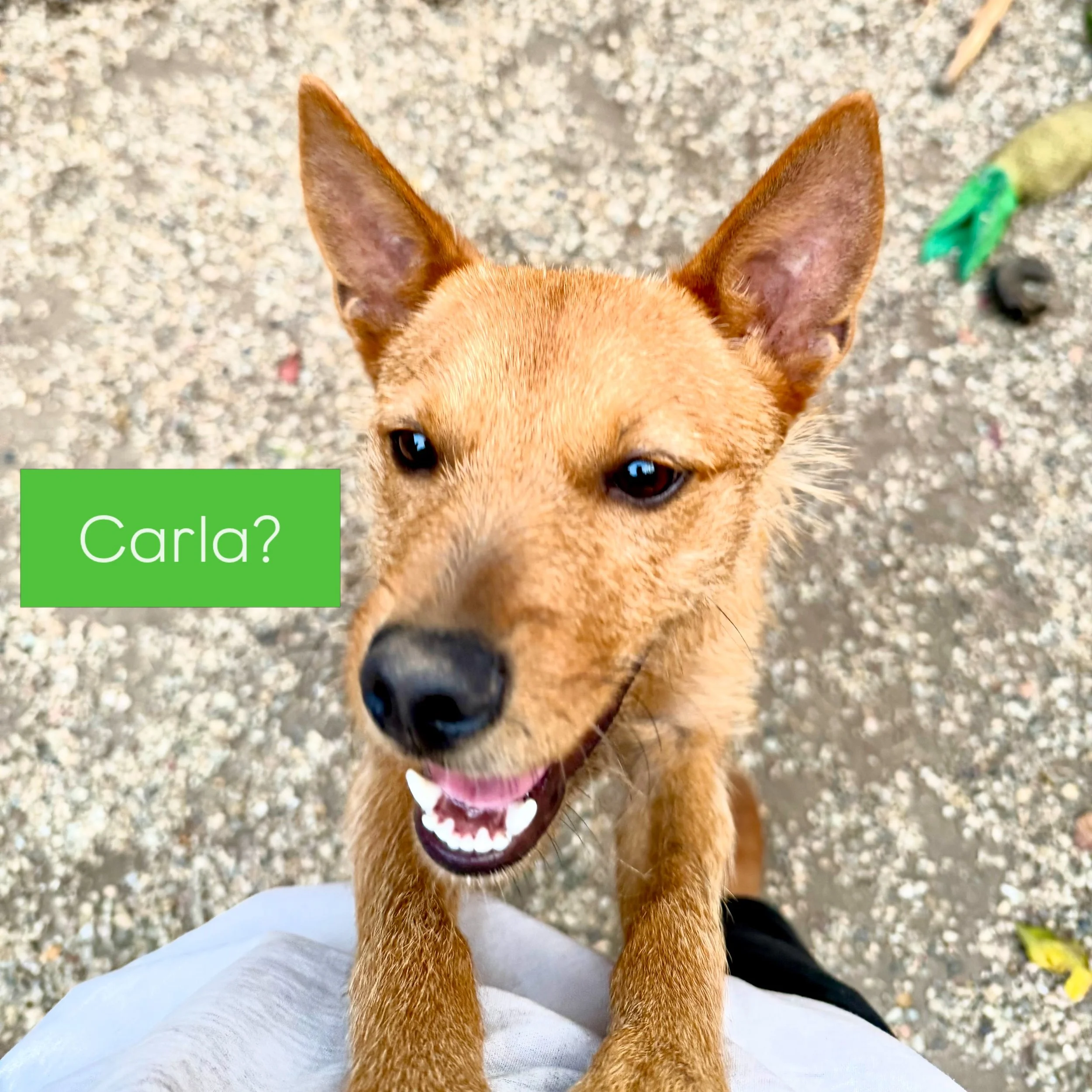 Help us name our newest LUV! We saved Carla (#AA844175) from Devore yesterday but she doesn&rsquo;t feel like a Carla to us ❌ 

What is she, you ask? Maybe part coyote, a little fox, and a whole lotta sweetness wrapped into a tiny little LUVer girl! 