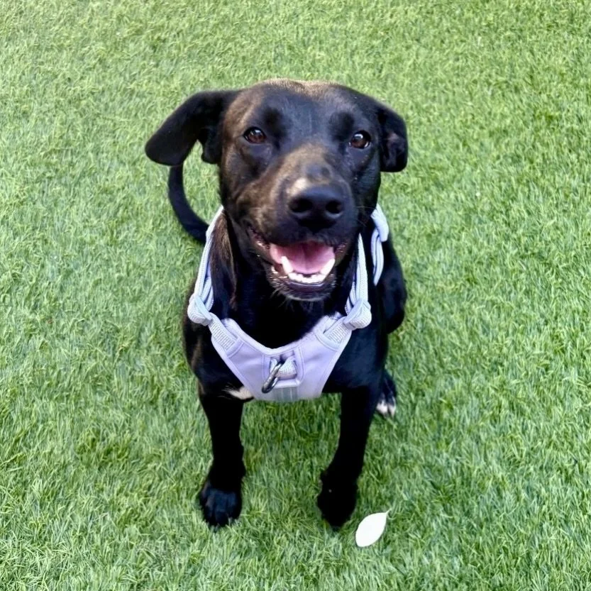 Introducing Cali ✨💙✨ In all the commotion and craziness this past month, we forgot to introduce one of our newest LUVs. Cali&rsquo;s a 1 1/2 y/o Black Lab mix from @bakersfieldanimalcare. She&rsquo;s the Black Lab redefining what it means to be a go