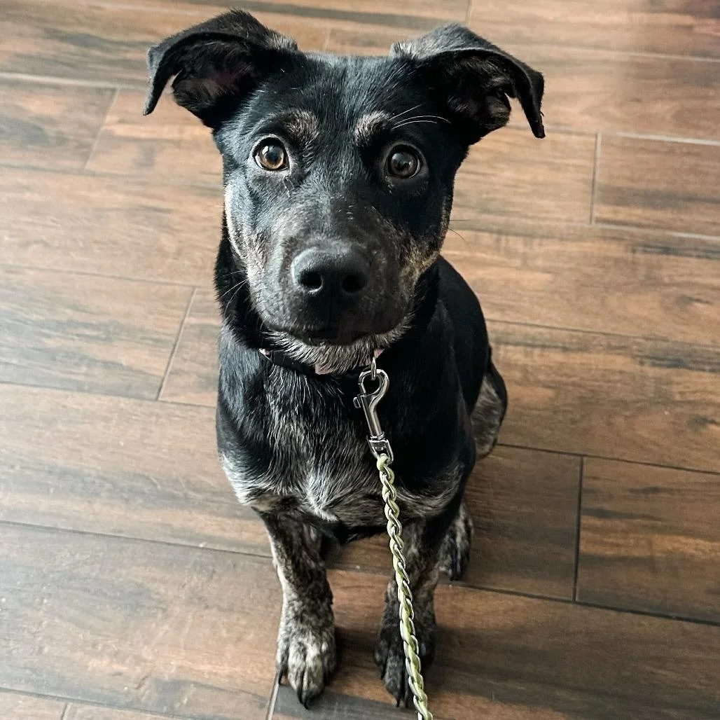 🚨 URGENT 🚨 Snickerdoodle needs a new foster now 💔 At no fault of her own, Snickerdoodle has found herself in need of a new foster or foster-to-adopt home. She is struggling in her current environment. 📍 located in the Bay Area, can be fostered in