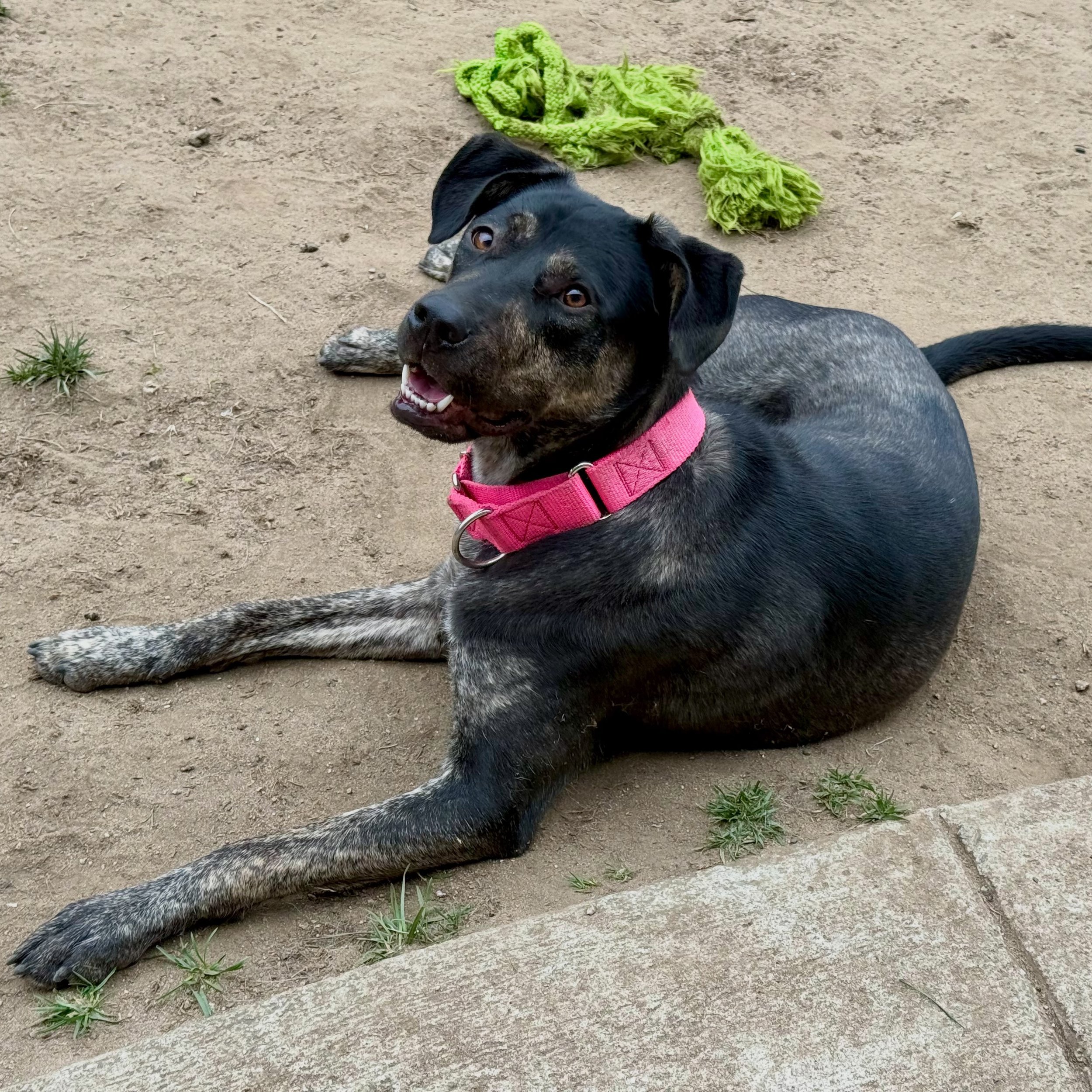 PLS HELP 🙏🏼 THIS IS AN URGENT MATTER 🚨Snickerdoodle needs a foster, preferably in the Bay Area. She&rsquo;s been with our furiend and trusted trainer @k9optima for around 1 month now and is ready to start the next chapter in her journey to becomin