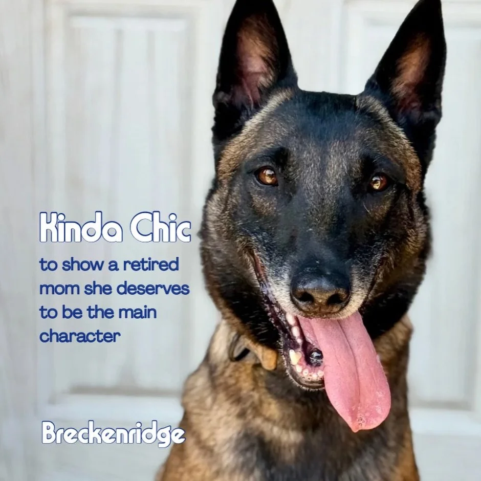 Kinda chic? No. Fostering is tr&egrave;s chic 💋 

All 4 girls, Kira, Breckenridge, Pumpkin, and Snickerdoodle need fosters (or adopters), like yesterday. Please consider fostering one of our incredible and deserving girls. We promise you won&rsquo;t