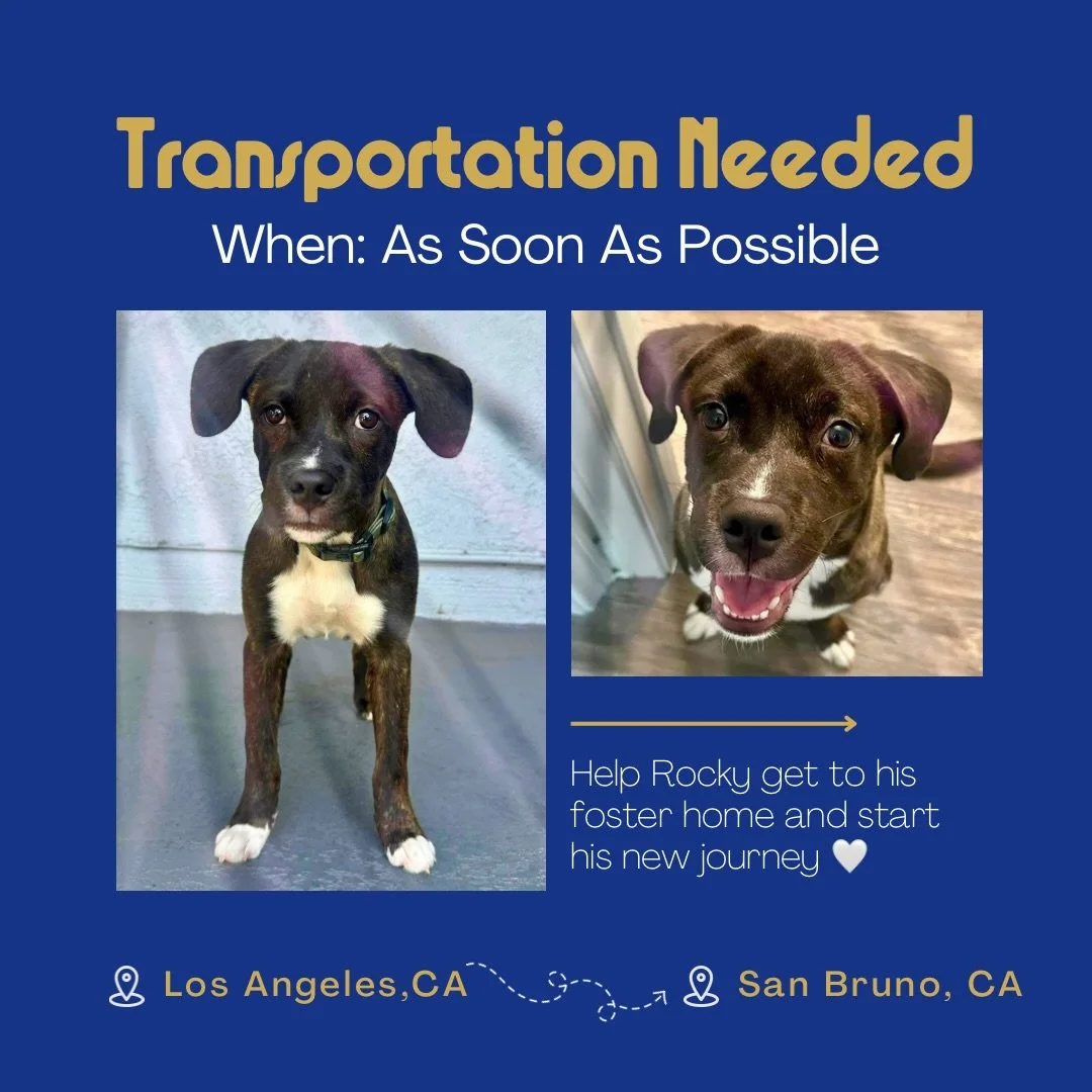 UPDATE &mdash; Rocky&rsquo;s owner just notified us that, while we were working on securing transportation, she placed him with a family friend. We hope this is true and that he&rsquo;s going to a safe, LUVing home 💙

PLEASE HELP 🙏🏼 Do you remembe