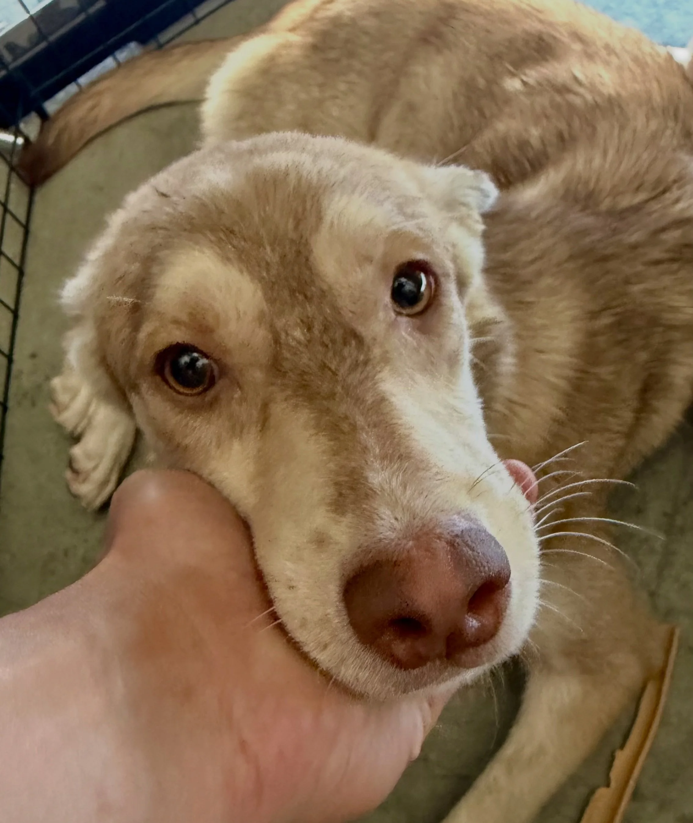 Update - they were brought to the Friends of the Valley shelter. Unfortunately, the finder could no longer safely keep them and no rescues or fosters reached out to help. We&rsquo;ll keep an eye on them at the shelter.

🚨 URGENT HELP NEEDED 🚨 Rescu