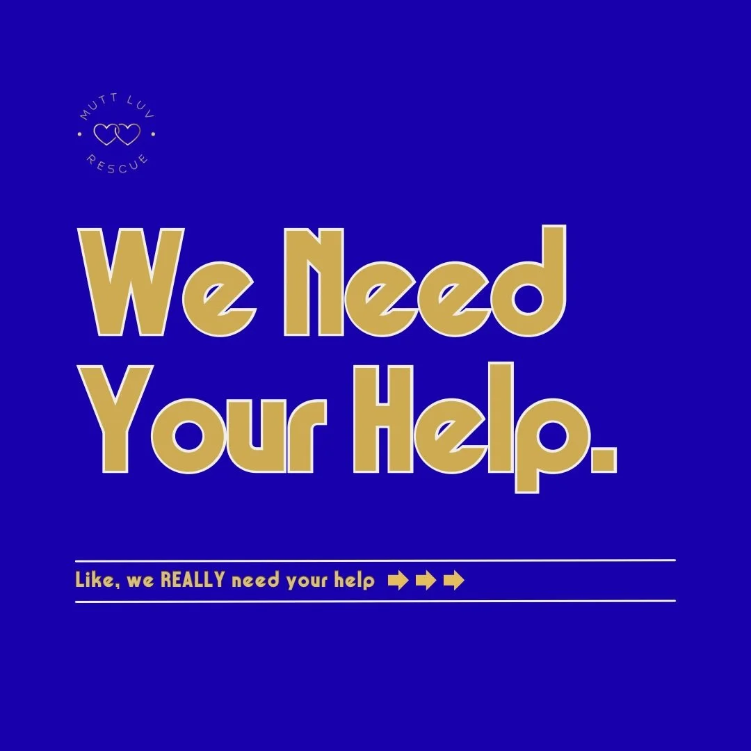 We Need Help 🙏🏼 No, like, we rrreeeaaalllyyy need your help. Because, lives are on the line ➡️

We help LUVs in need across California and the Navajo Reservation in AZ. 

From the shelters to the streets, help is needed everywhere. While we priorit