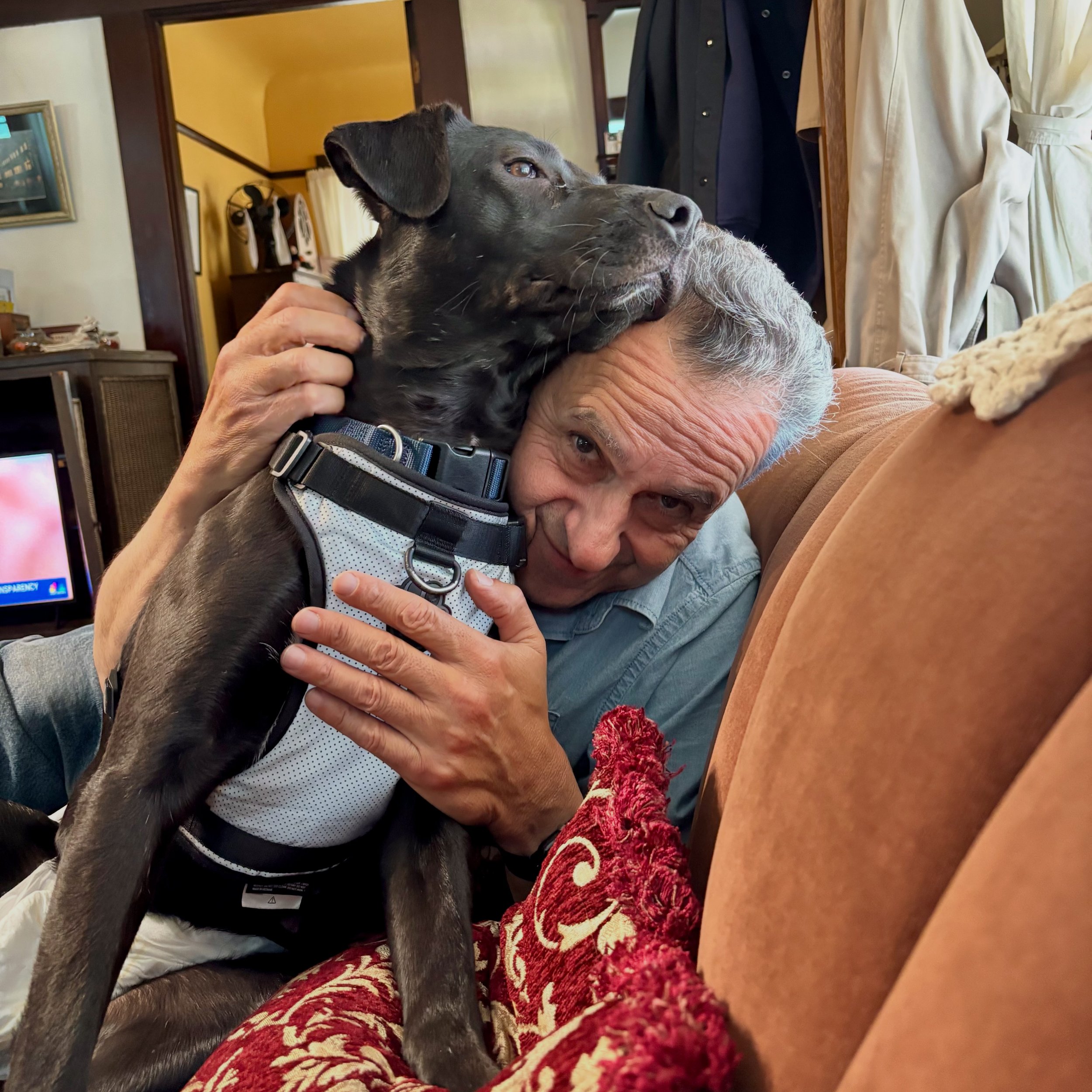 A belated but very happy Gotcha Day to our sweet, happy-go-lucky LUV, Cali ✨💙✨ Cali&rsquo;s family is the sweetest, most LUVing couple who are retired empty nesters. They had been looking for a LUV like Cali&rsquo;s for years - their words, not ours