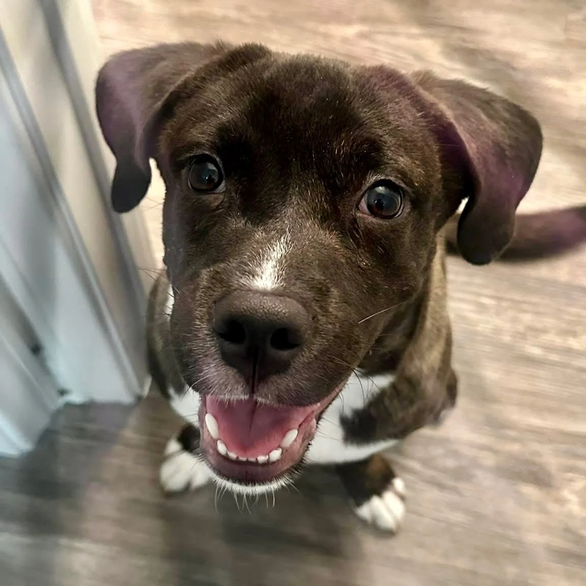 ** COURTESY POST ** Rocky&rsquo;s an 8 m/o Boxer x Pittie (Bittie?) mix. He needs a Rescue/Foster/Adopter by 7/30 or he&rsquo;ll be surrendered to the shelter. PLS READ 👇🏼 AND SHARE his post to HELP KEEP HIM OUT OF THE SHELTER ‼️

The highlights: 
