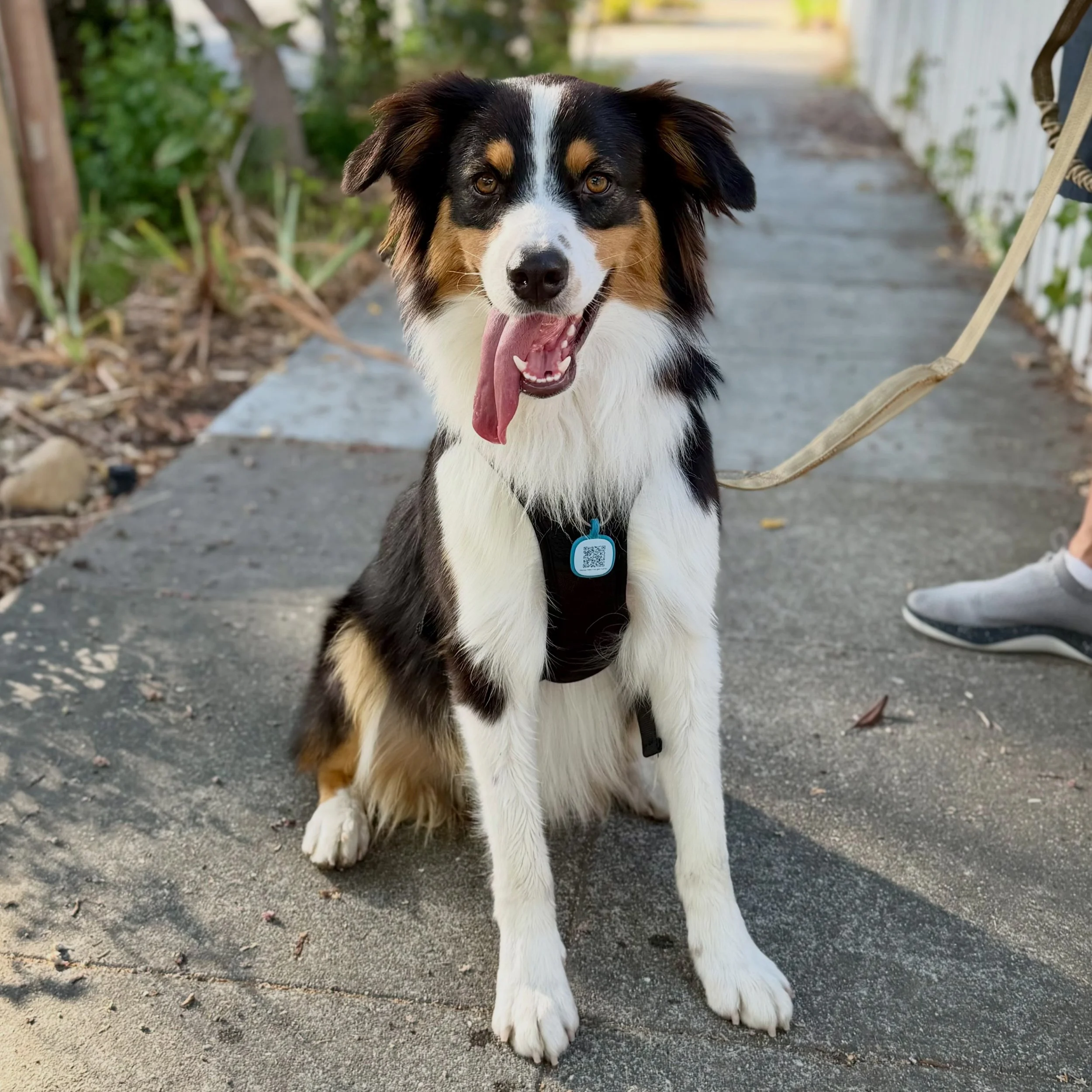 🤞🏼 MAX UPDATE 🤞🏼 We&rsquo;re so excited to share that Max has started trial adoption with a wonderful human. More in the comments 👇🏼 

Mercury retrograde is over, but somehow, this beautiful boy is still waiting on his furever home 🤯 Sadly, Ma