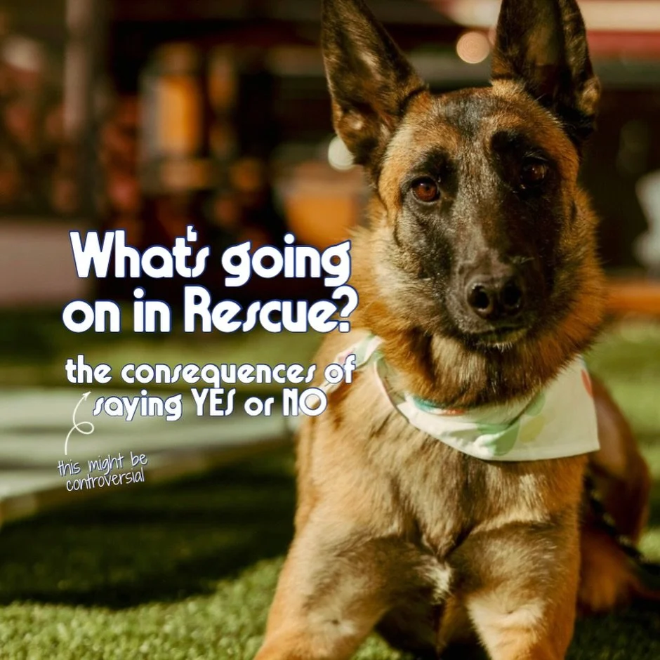 This might be controversial but&hellip; What&rsquo;s Going On In Rescue??? We&rsquo;re not sure if you&rsquo;ve noticed or not but we&rsquo;ve been pretty quiet lately. That&rsquo;s because we&rsquo;re really at a loss here&hellip; we have 4 dogs who